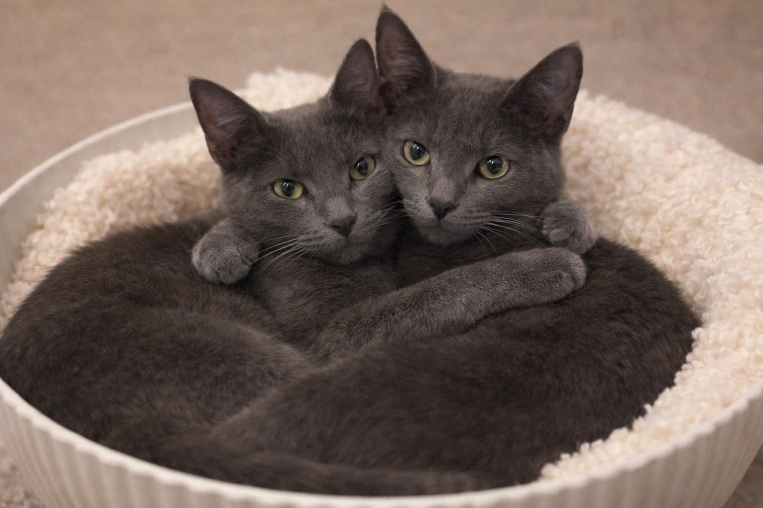 Luna & Louis, Adoptable, Young Male Chartreux & Russian Blue.