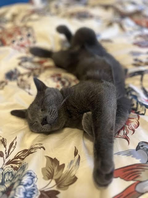 Luna & Louis thumbnail 2