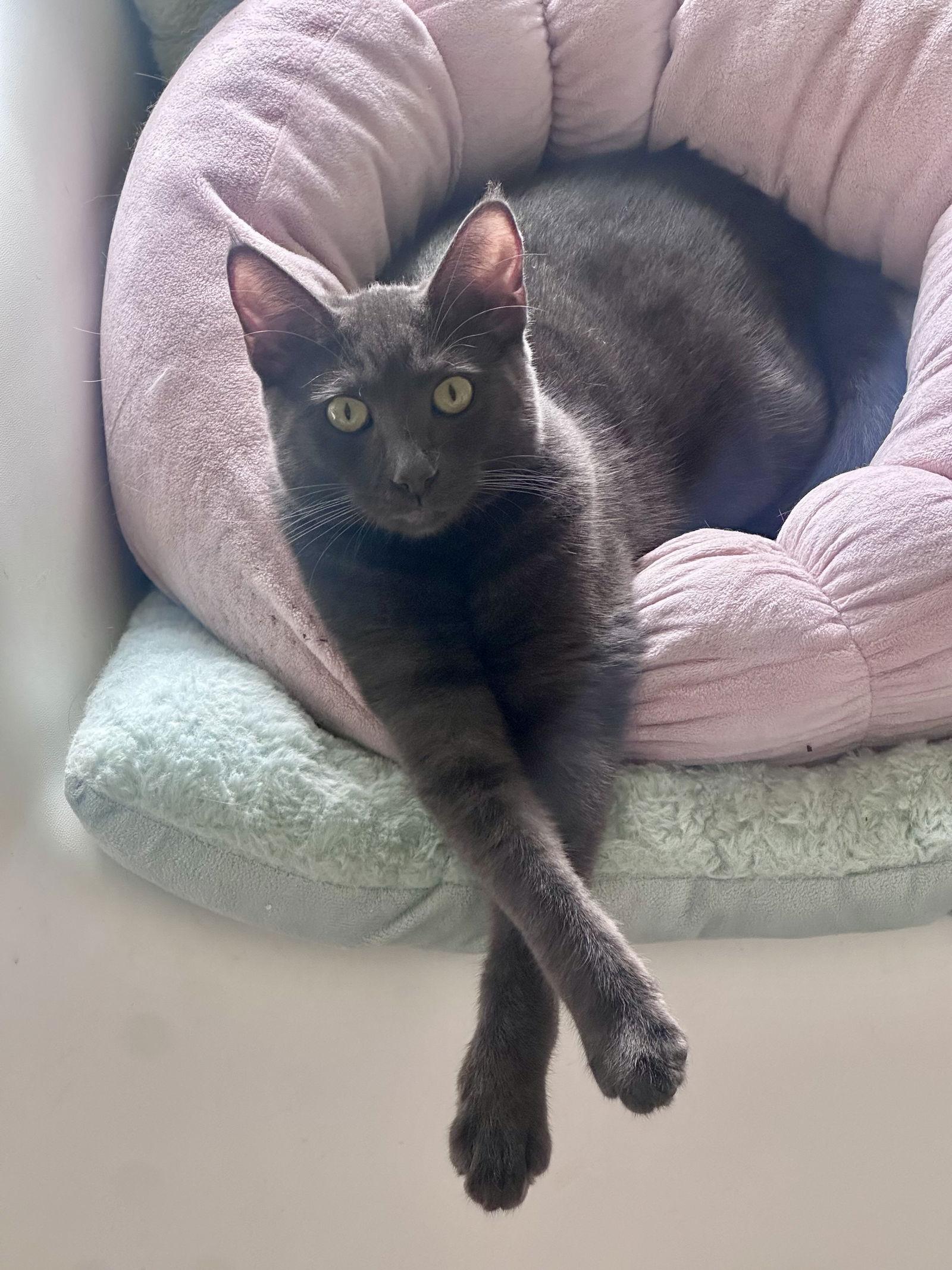 Enlarge Luna & Louis, a Adoptable mixed breed in Long Beach, CA image 3/3