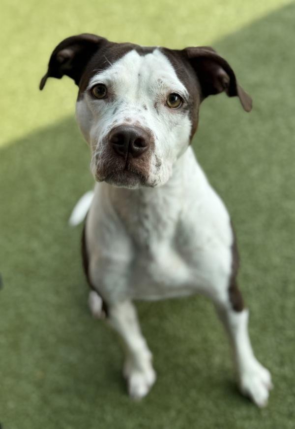 Coco-Bean, Adoptable, Young Female Pit Bull Terrier.