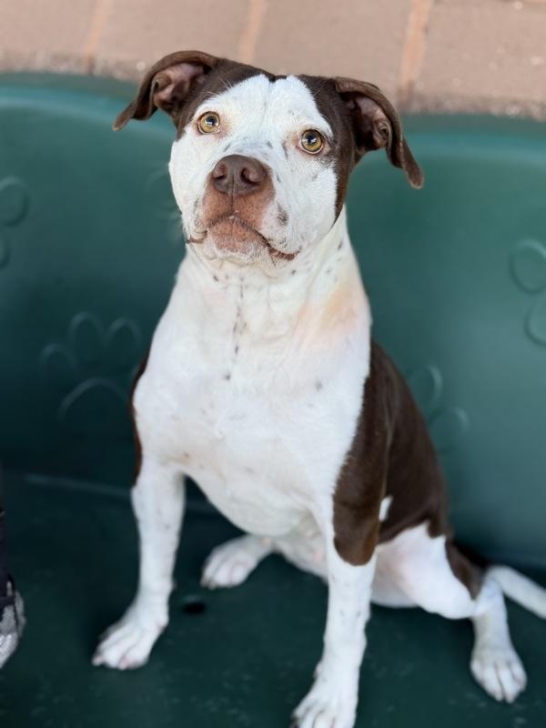 Enlarge Coco-Bean, a Adoptable mixed breed in Canton, GA image 2/2