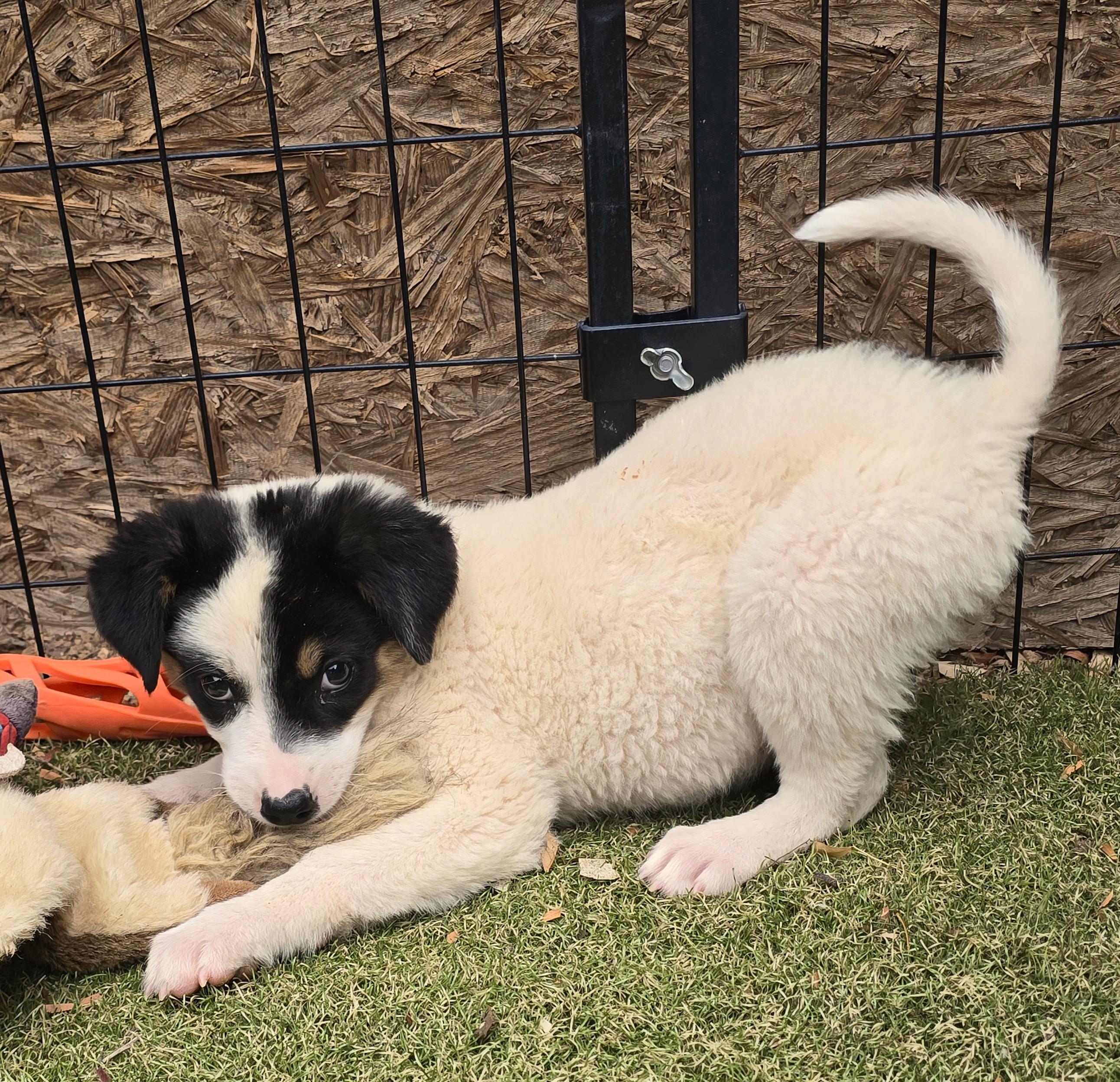 Enlarge Ronnie, a ADOPTABLE mixed breed in Apache Junction, AZ image 2/6