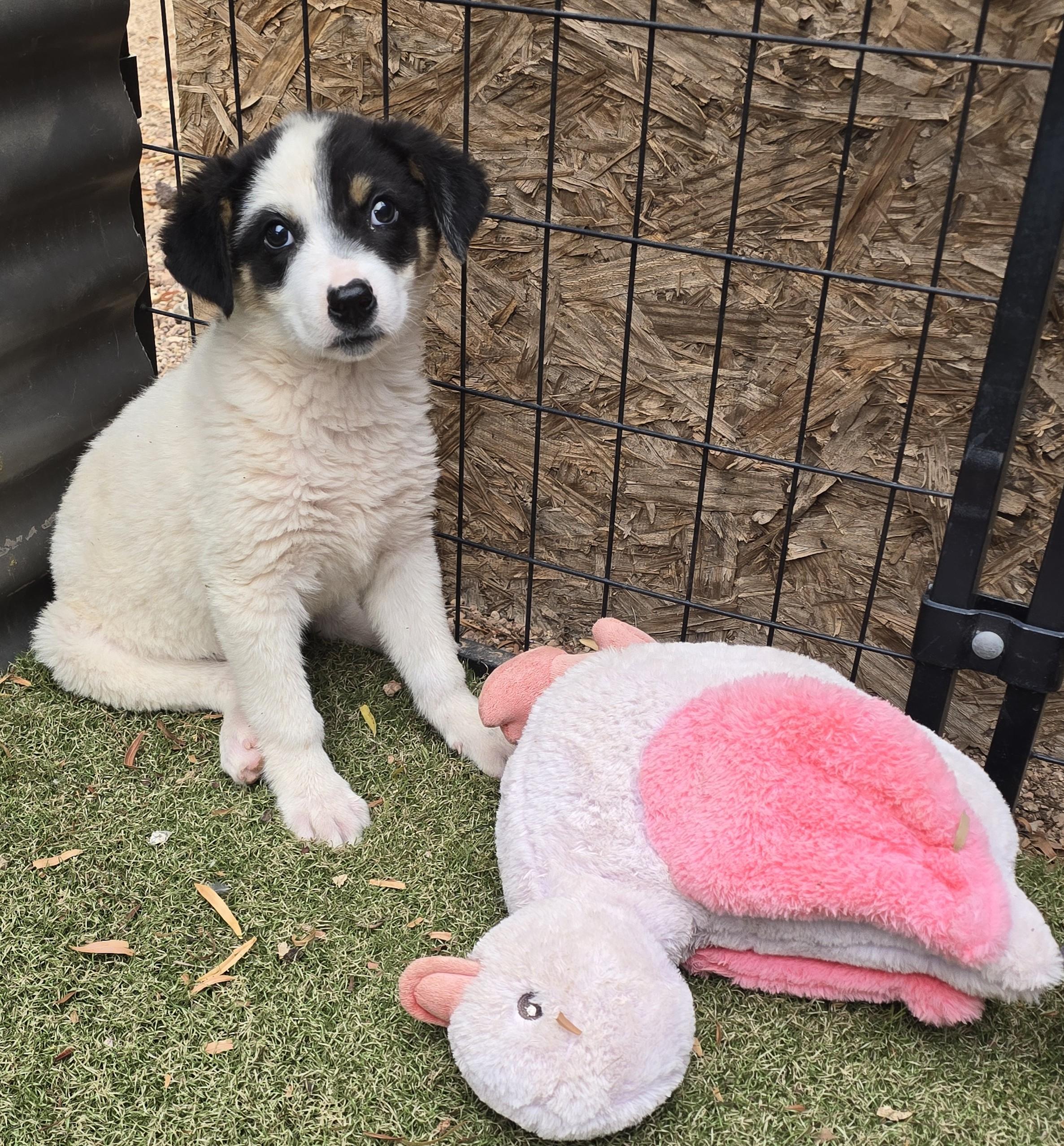 Enlarge Ronnie, a ADOPTABLE mixed breed in Apache Junction, AZ image 5/6