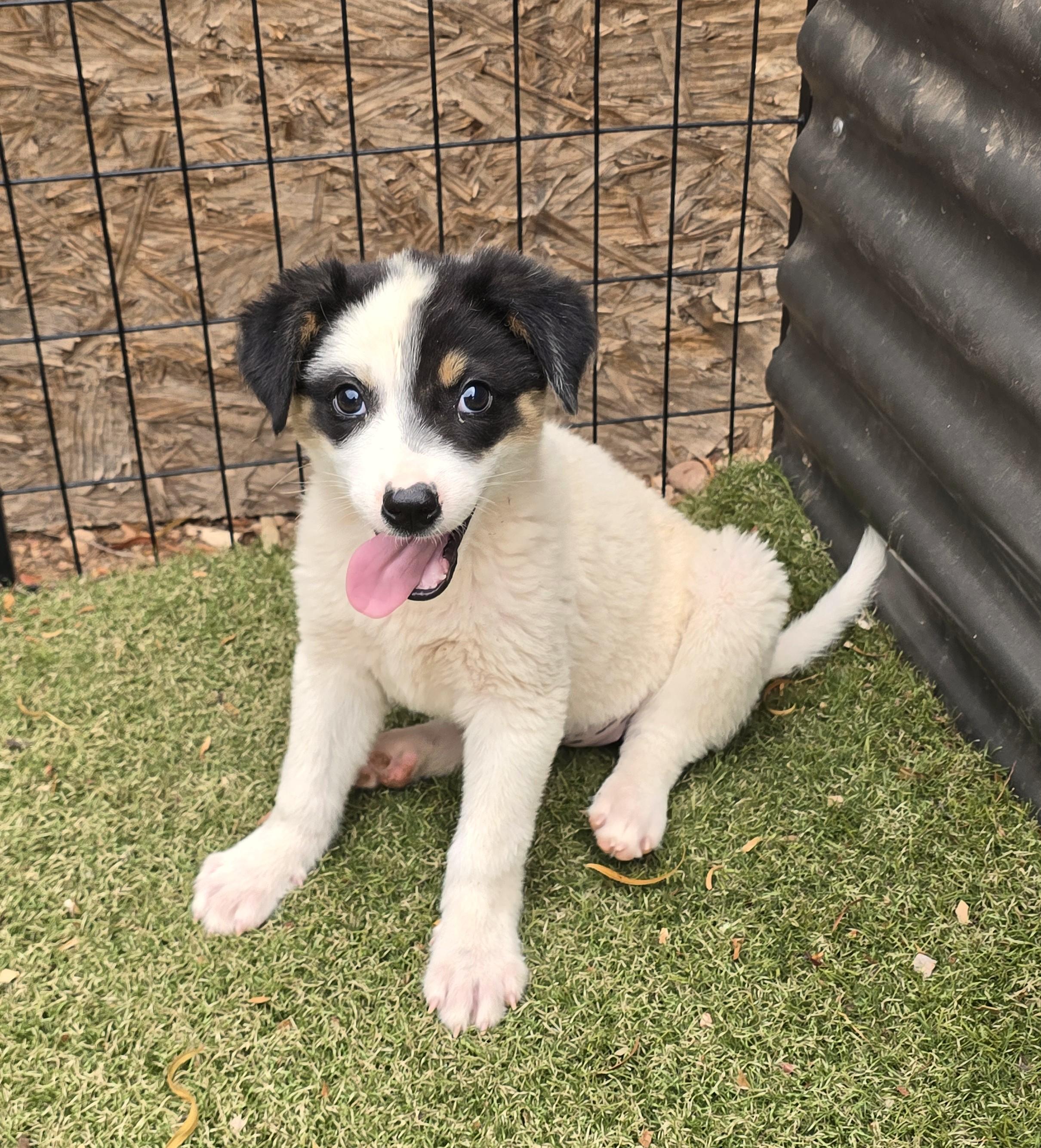 Enlarge Ronnie, a ADOPTABLE mixed breed in Apache Junction, AZ image 6/6