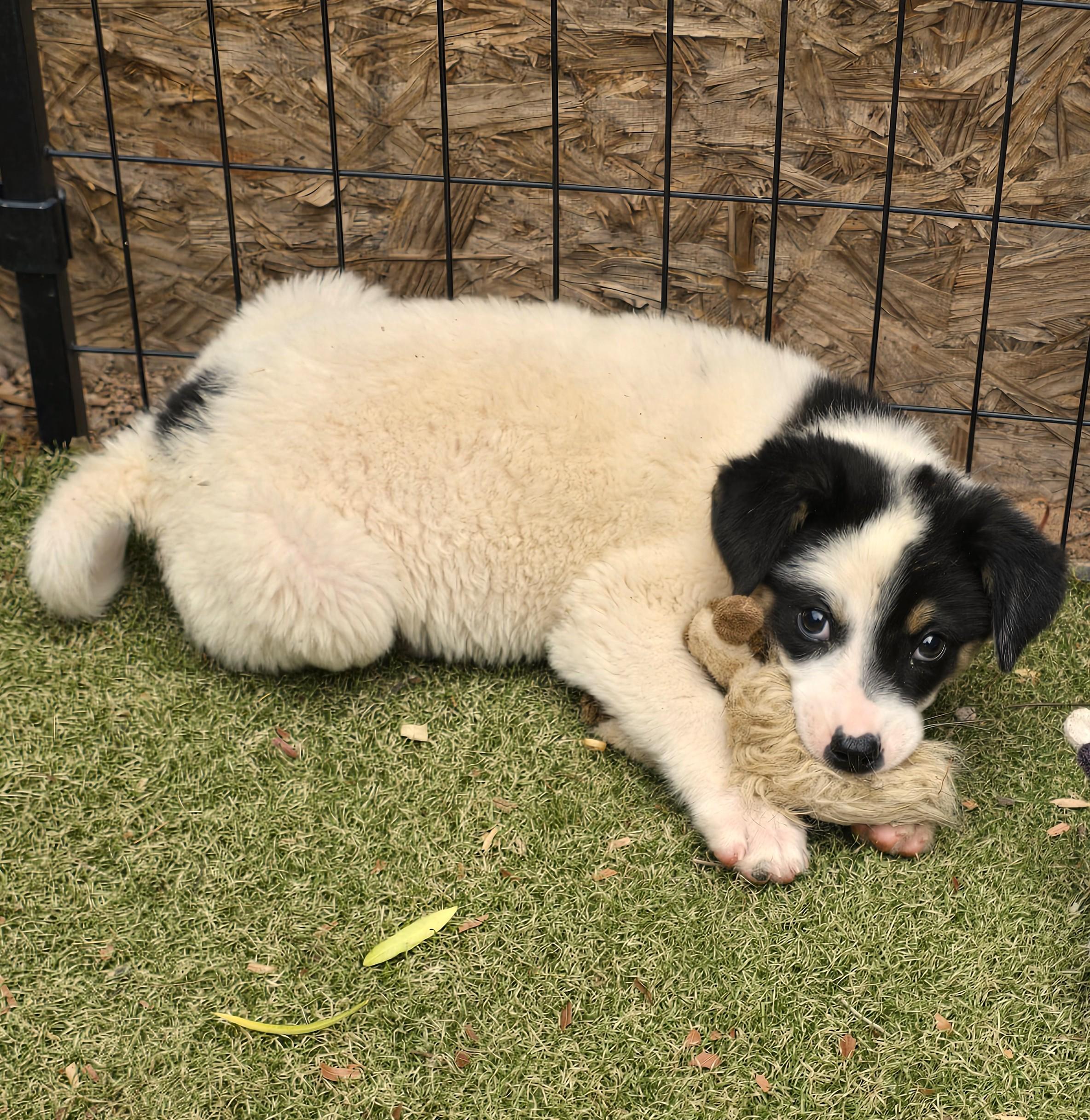 Enlarge Ronnie, a ADOPTABLE mixed breed in Apache Junction, AZ image 4/6