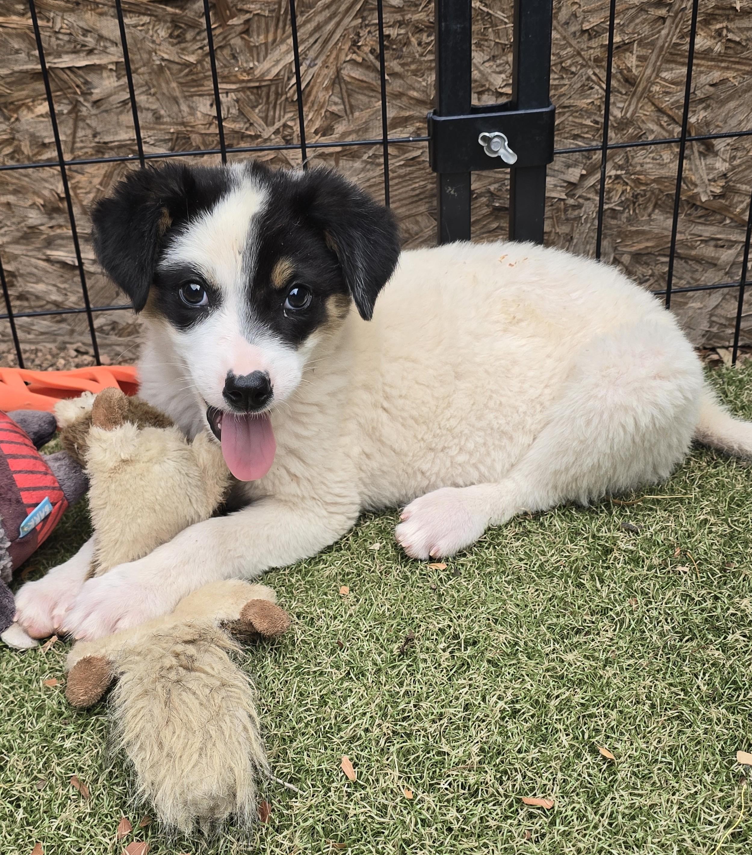 Ronnie, ADOPTABLE, Puppy Female Border Collie & Australian Shepherd.