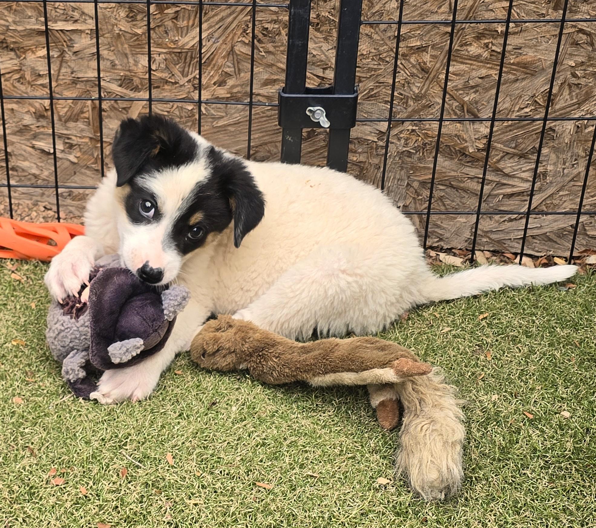 Enlarge Ronnie, a ADOPTABLE mixed breed in Apache Junction, AZ image 3/6