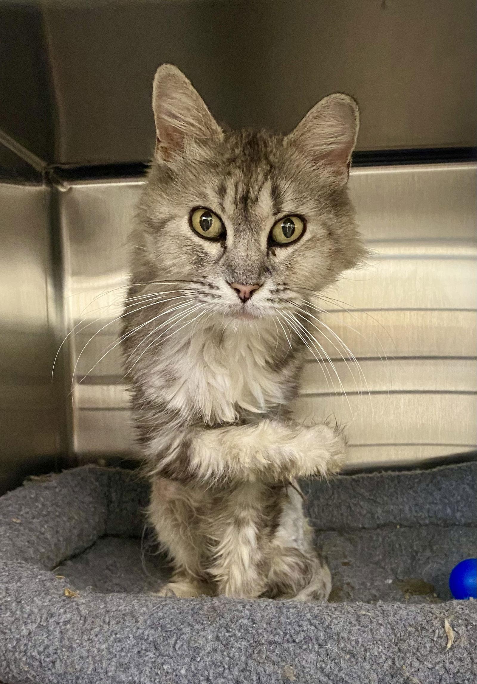 Enlarge Patsy, a Adoptable mixed breed in Fargo, ND image 1/3