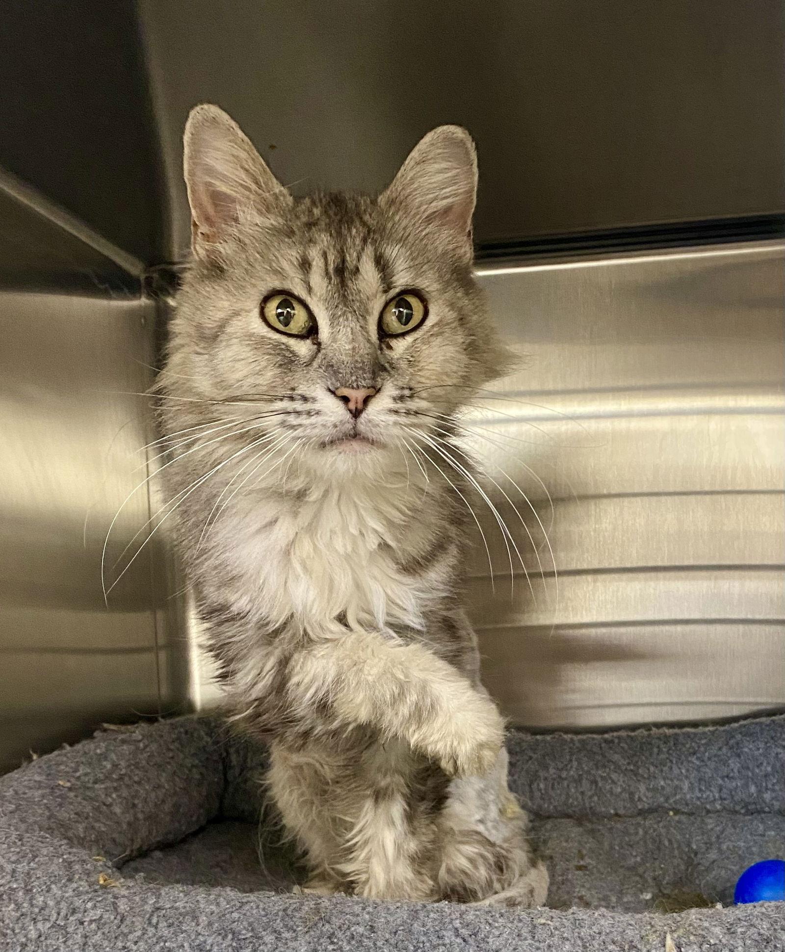 Enlarge Patsy, a Adoptable mixed breed in Fargo, ND image 2/3