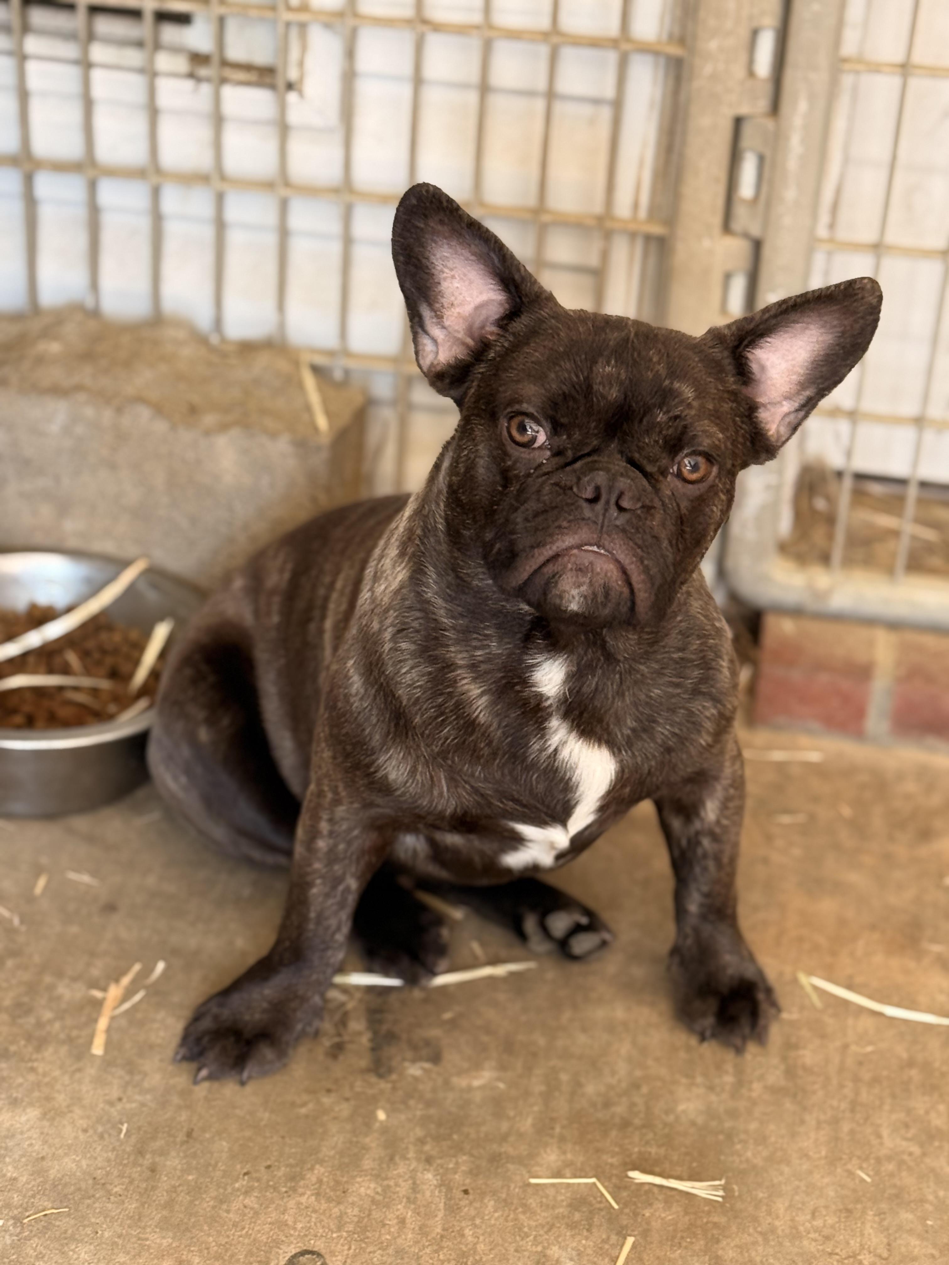 Chunk, a ADOPTABLE French Bulldog in Texarkana, TX image 2/5
