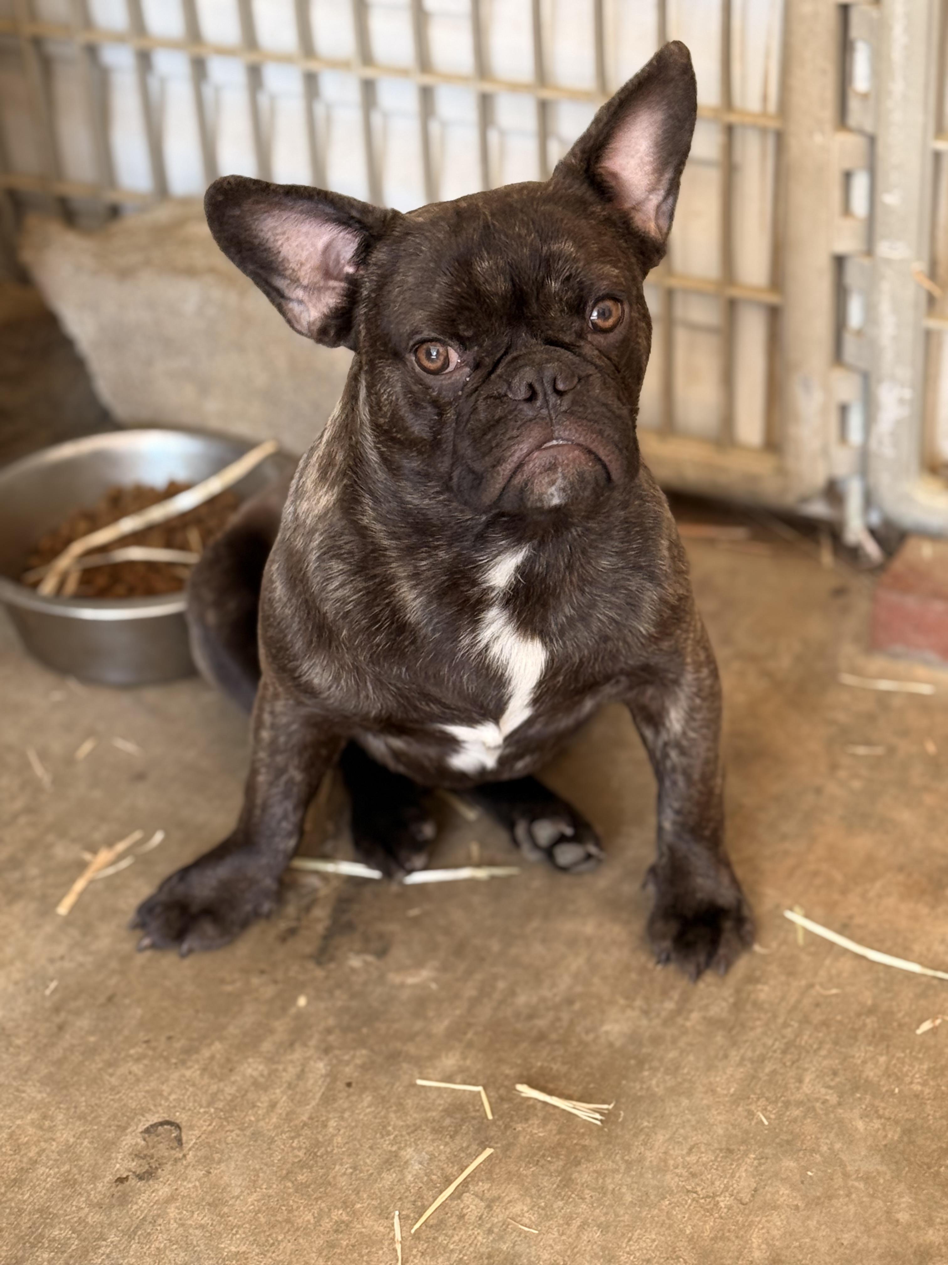 Chunk, a ADOPTABLE French Bulldog in Texarkana, TX image 3/5