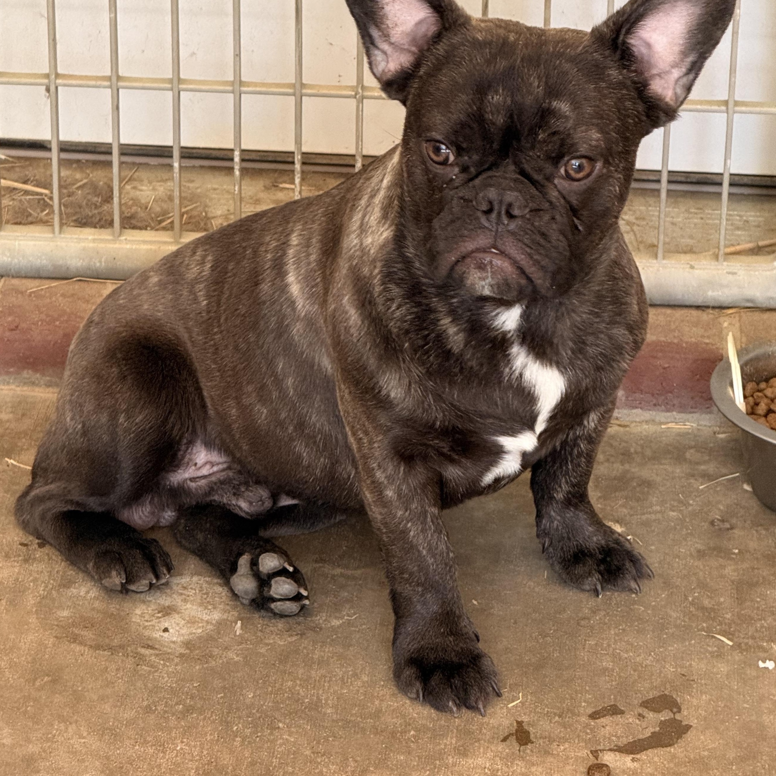 Chunk, a ADOPTABLE French Bulldog in Texarkana, TX image 5/5