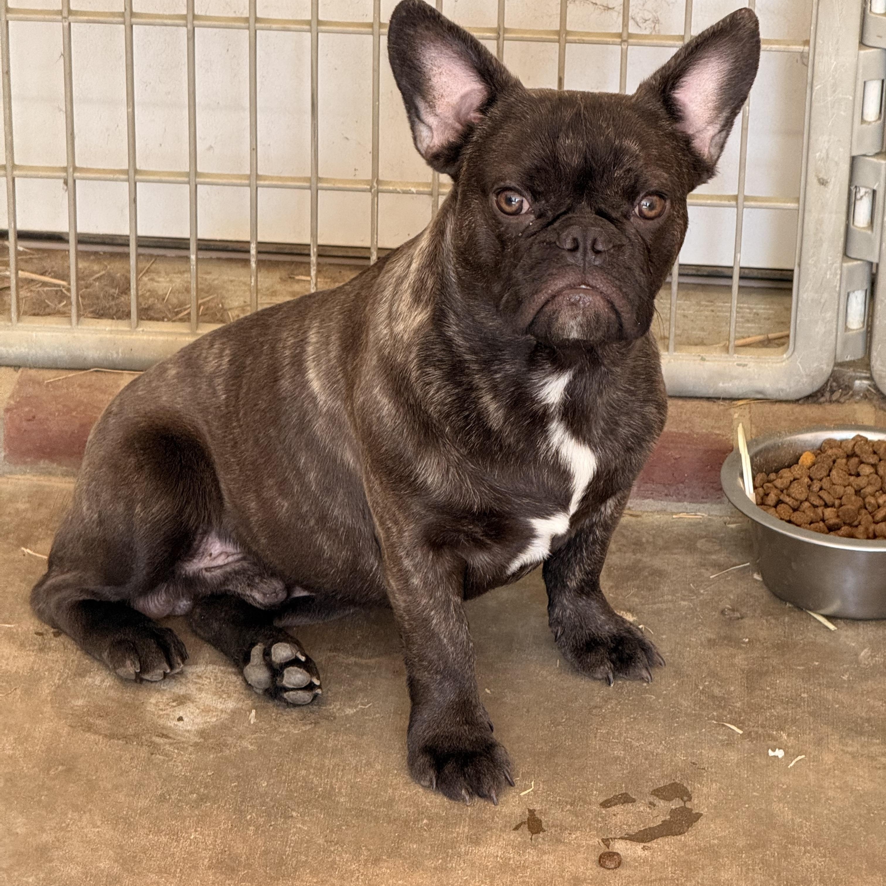Chunk, a ADOPTABLE French Bulldog in Texarkana, TX image 4/5