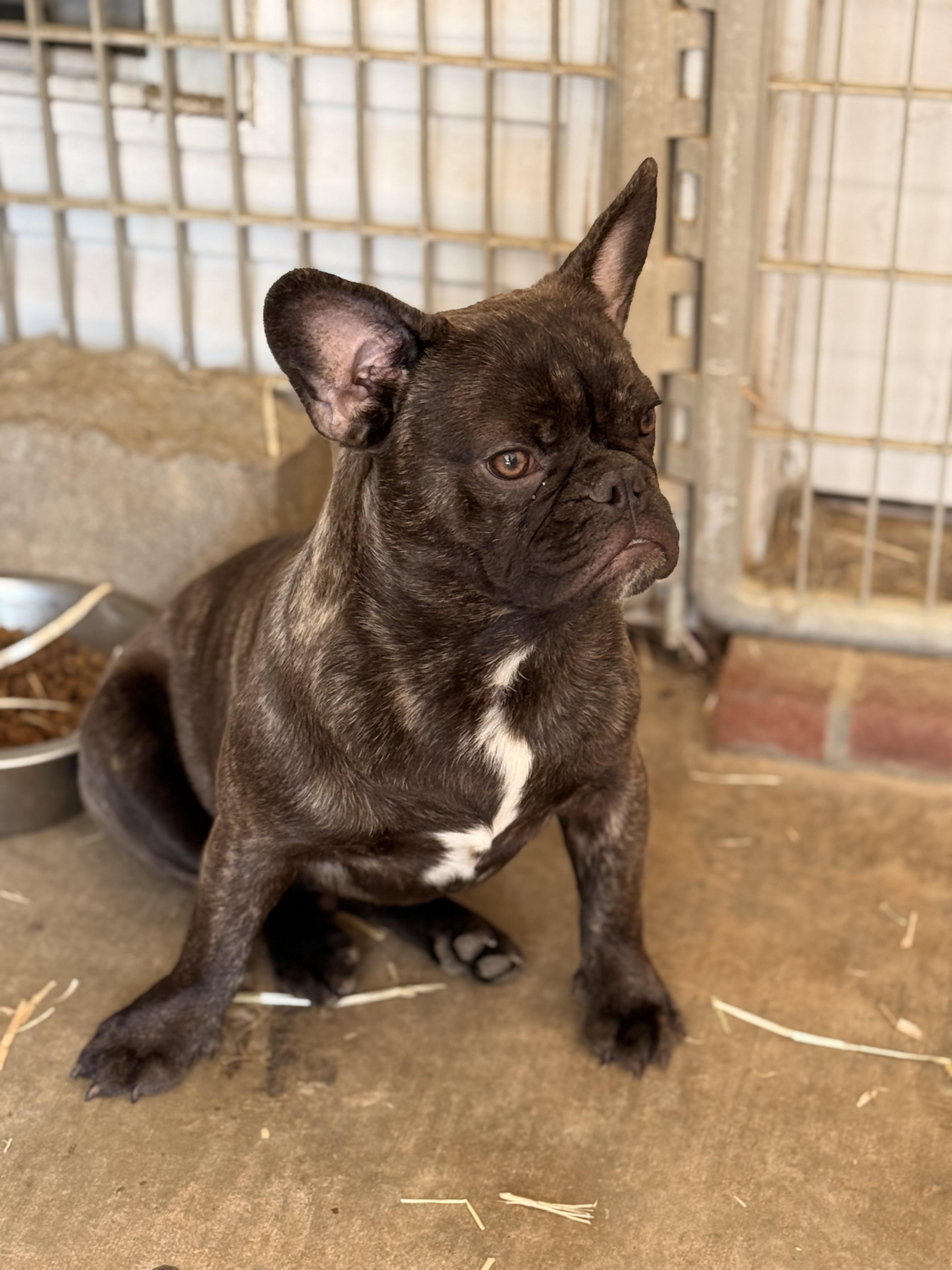 Chunk, a ADOPTABLE French Bulldog in Texarkana, TX image 1/5
