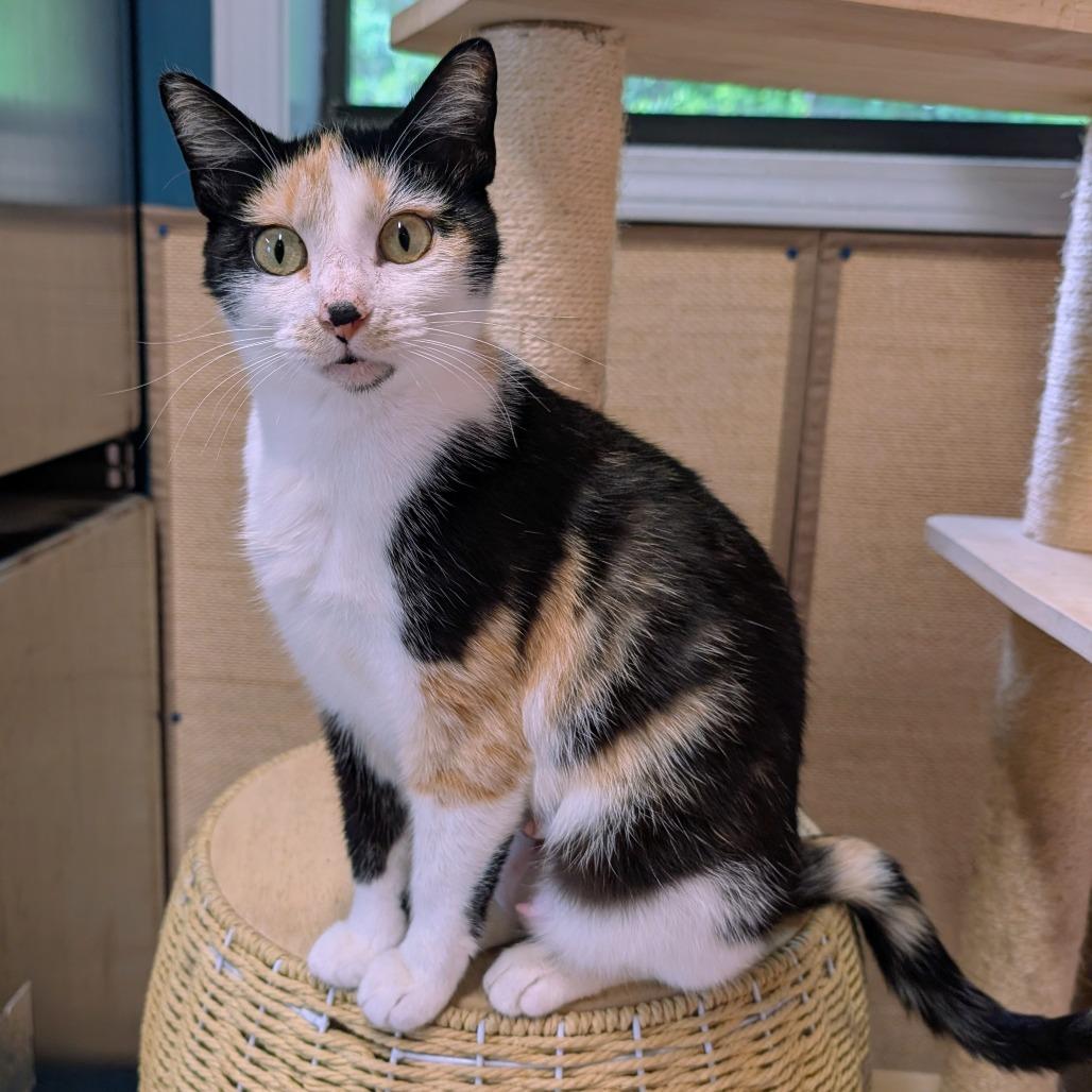 Queen Patchwork, Adoptable, Adult Female Domestic Short Hair.
