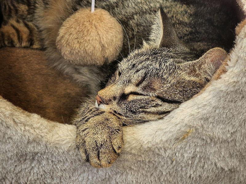 Eleanor, Adoptable, Adult Female Domestic Short Hair & Tabby.