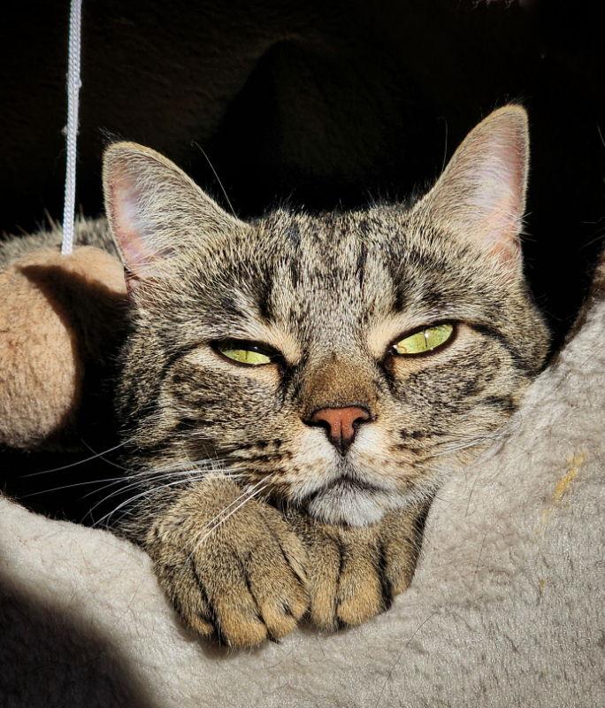 Enlarge Eleanor, a Adoptable mixed breed in Gettysburg, PA image 2/3