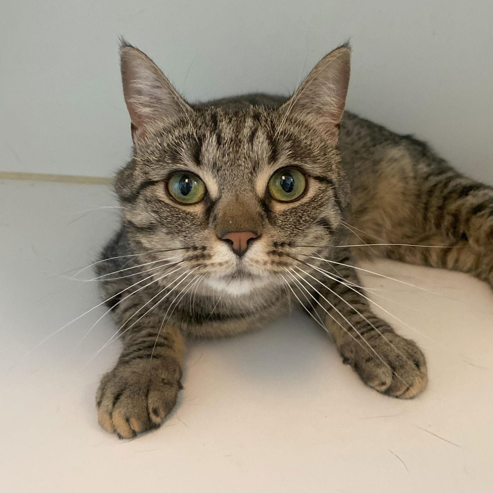Eleanor, Adoptable, Adult Female Domestic Short Hair & Tabby.