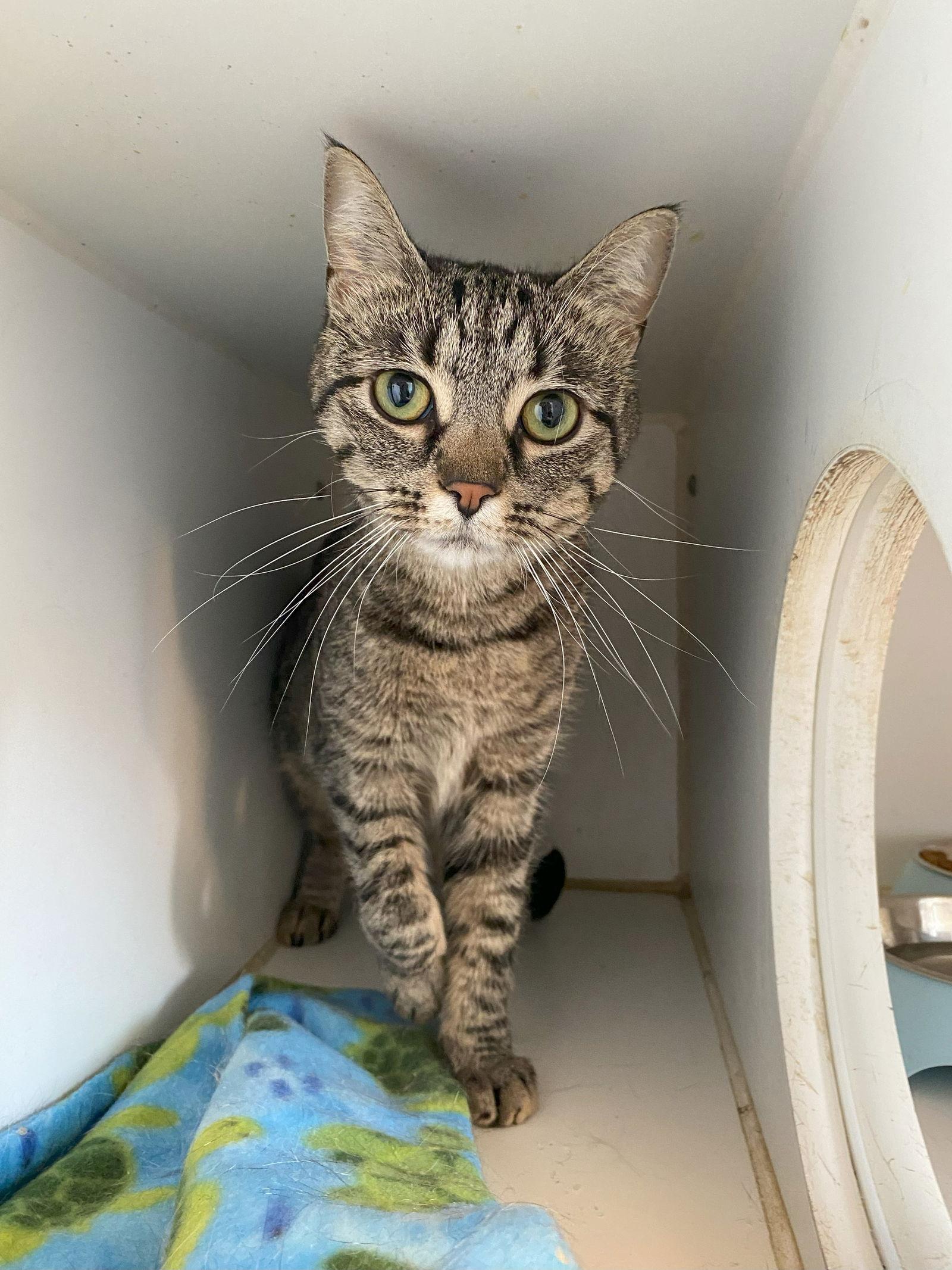 Enlarge Eleanor, a Adoptable mixed breed in Gettysburg, PA image 3/3