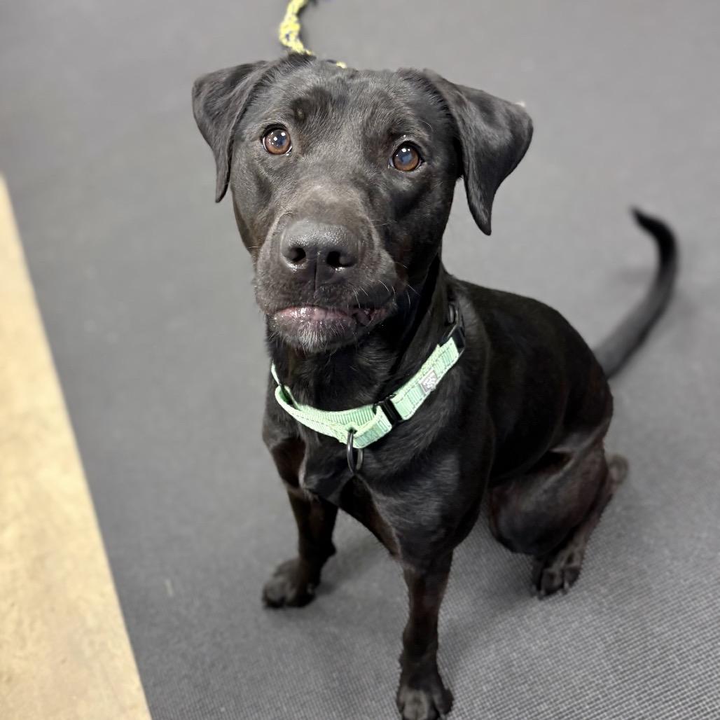 Enlarge Layla, a Adoptable Mixed Breed in New York, NY image 1/6