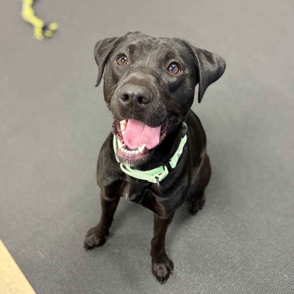 Enlarge Layla, a Adoptable Mixed Breed in New York, NY image 2/6