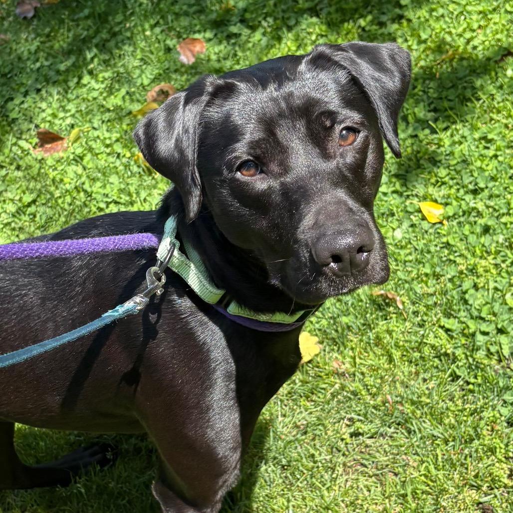 Enlarge Layla, a Adoptable Mixed Breed in New York, NY image 3/6