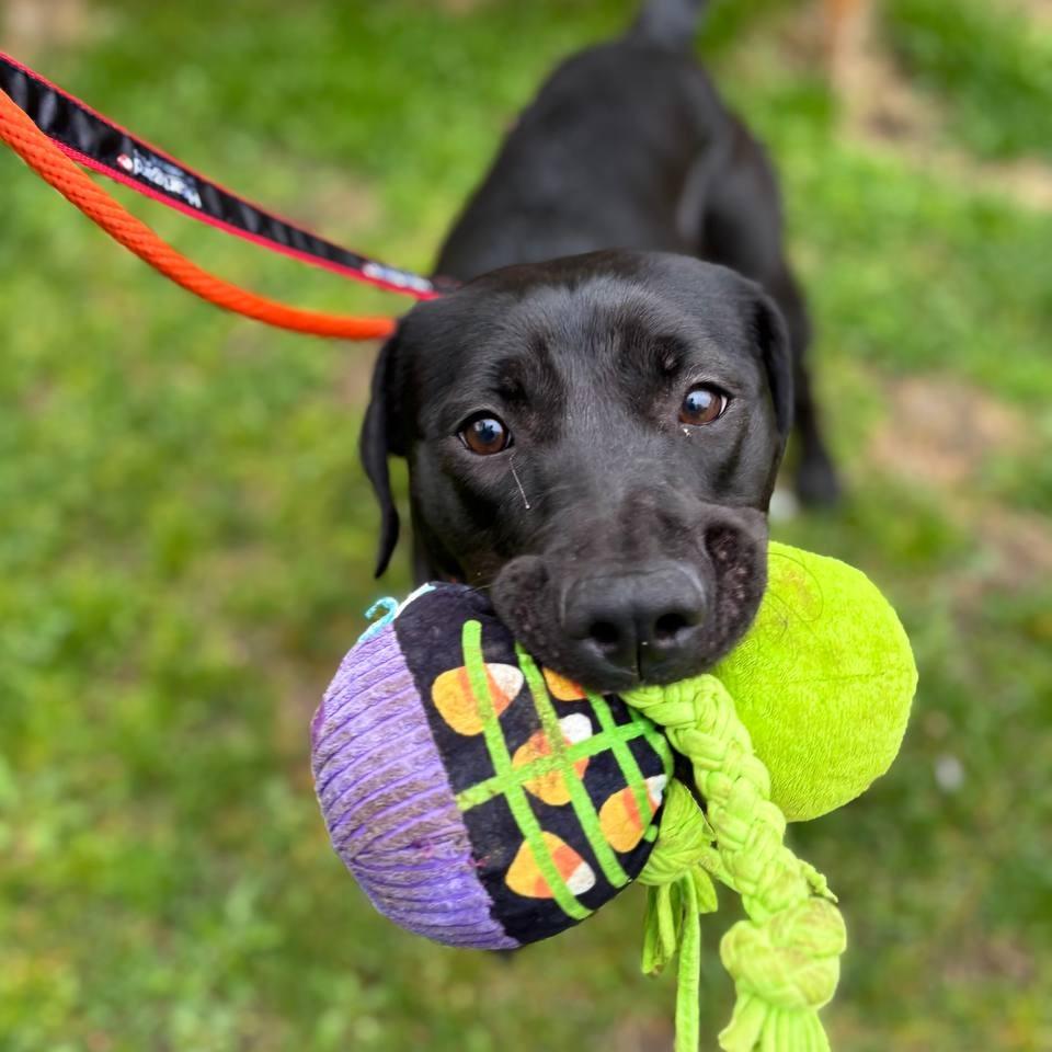 Enlarge Layla, a Adoptable Mixed Breed in New York, NY image 5/6