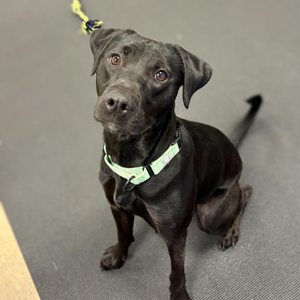 Enlarge Layla, a Adoptable Mixed Breed in New York, NY image 6/6