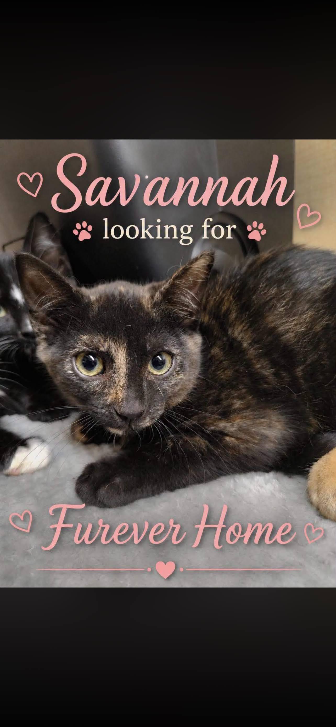 Savannah, ADOPTABLE, Young Female Domestic Short Hair.