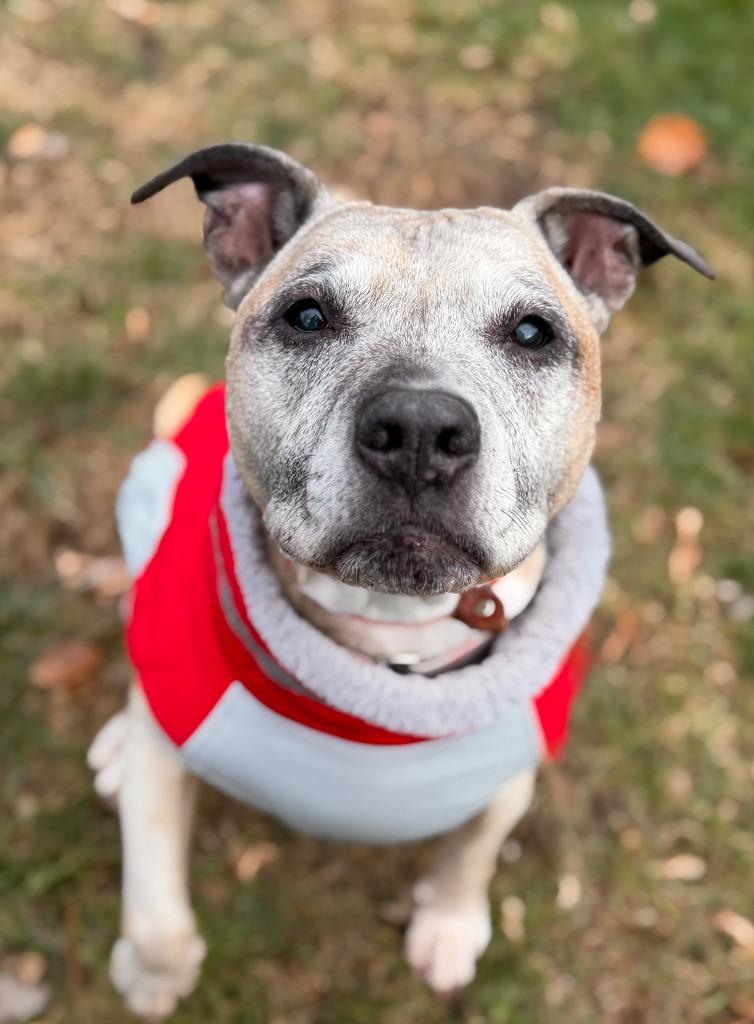 Enlarge Callie aka Beatrice, a Adoptable Pit Bull Terrier in Peru, NY image 1/1