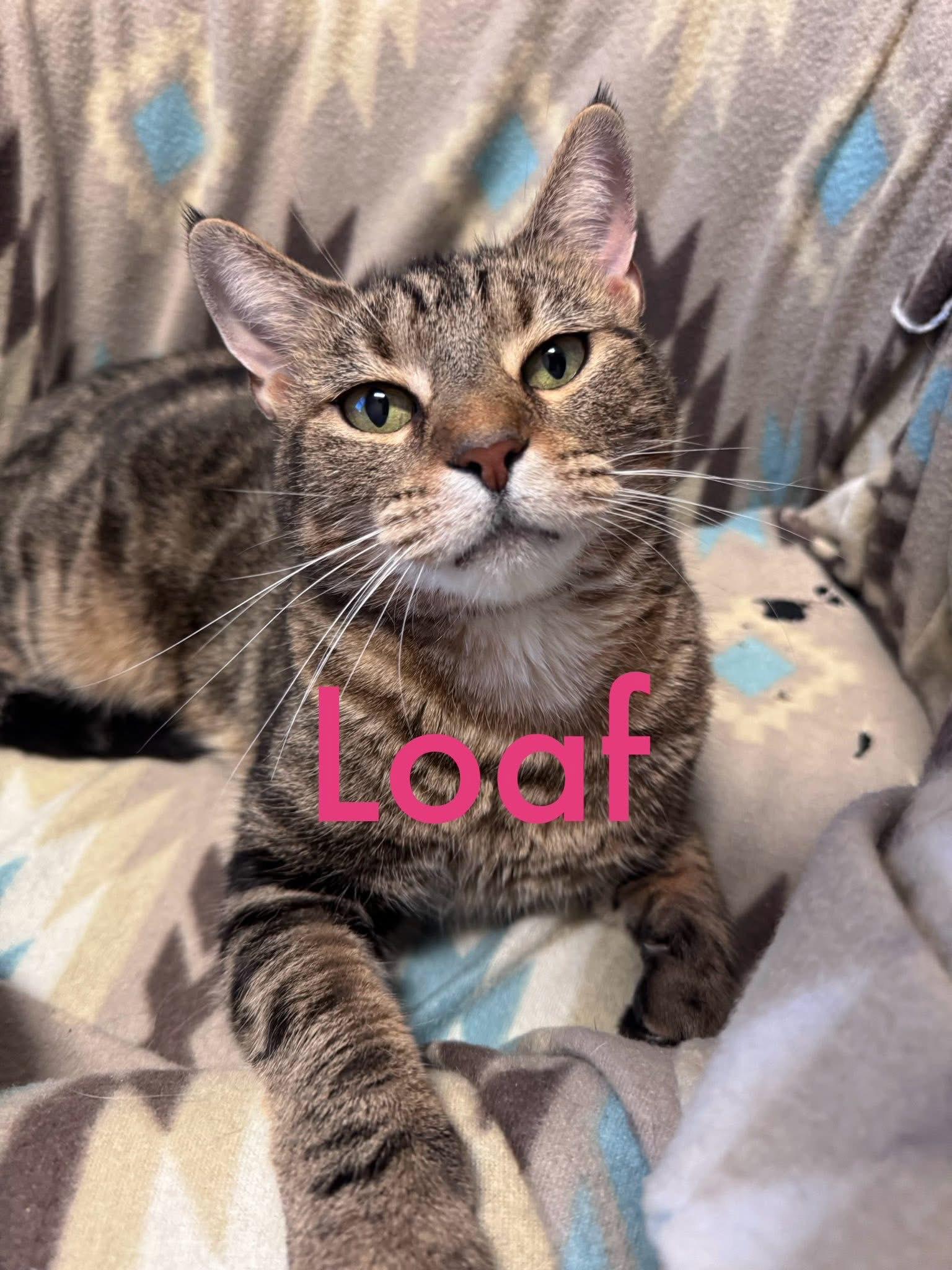 Enlarge Loaf, a Adoptable Tabby in Hartford, KY image 1/1