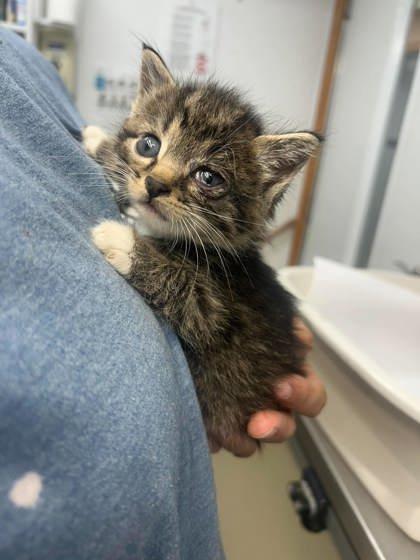 Enlarge Sue Lee Foster 2, a Adopted Domestic Short Hair in Sullivan, IN image 1/1