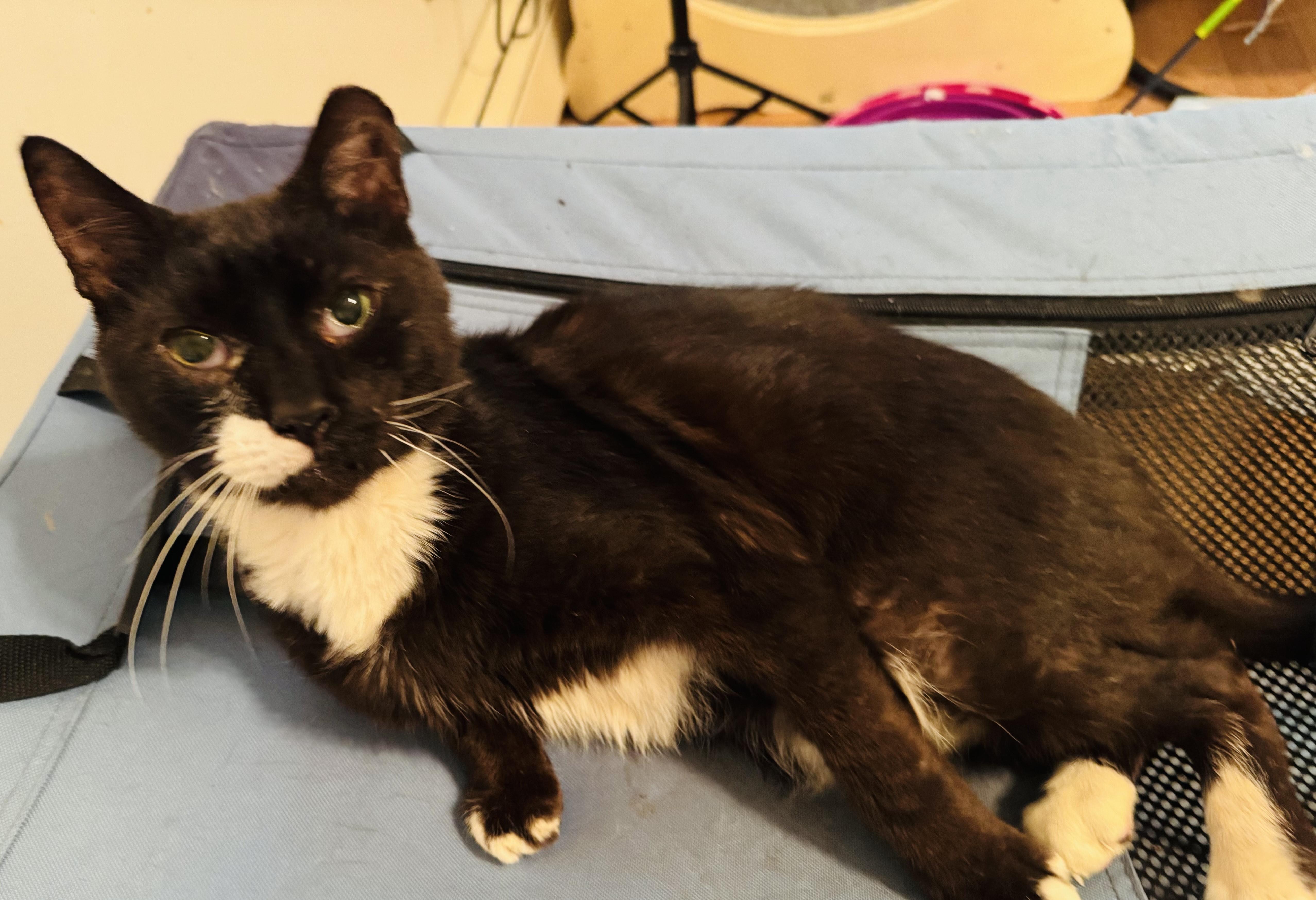 Pedro Domestic Short Hair Cat