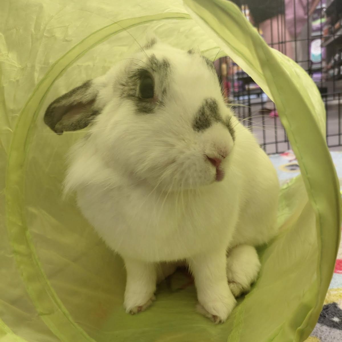 Gracie, a Adoptable Lionhead in New York, NY image 2/3