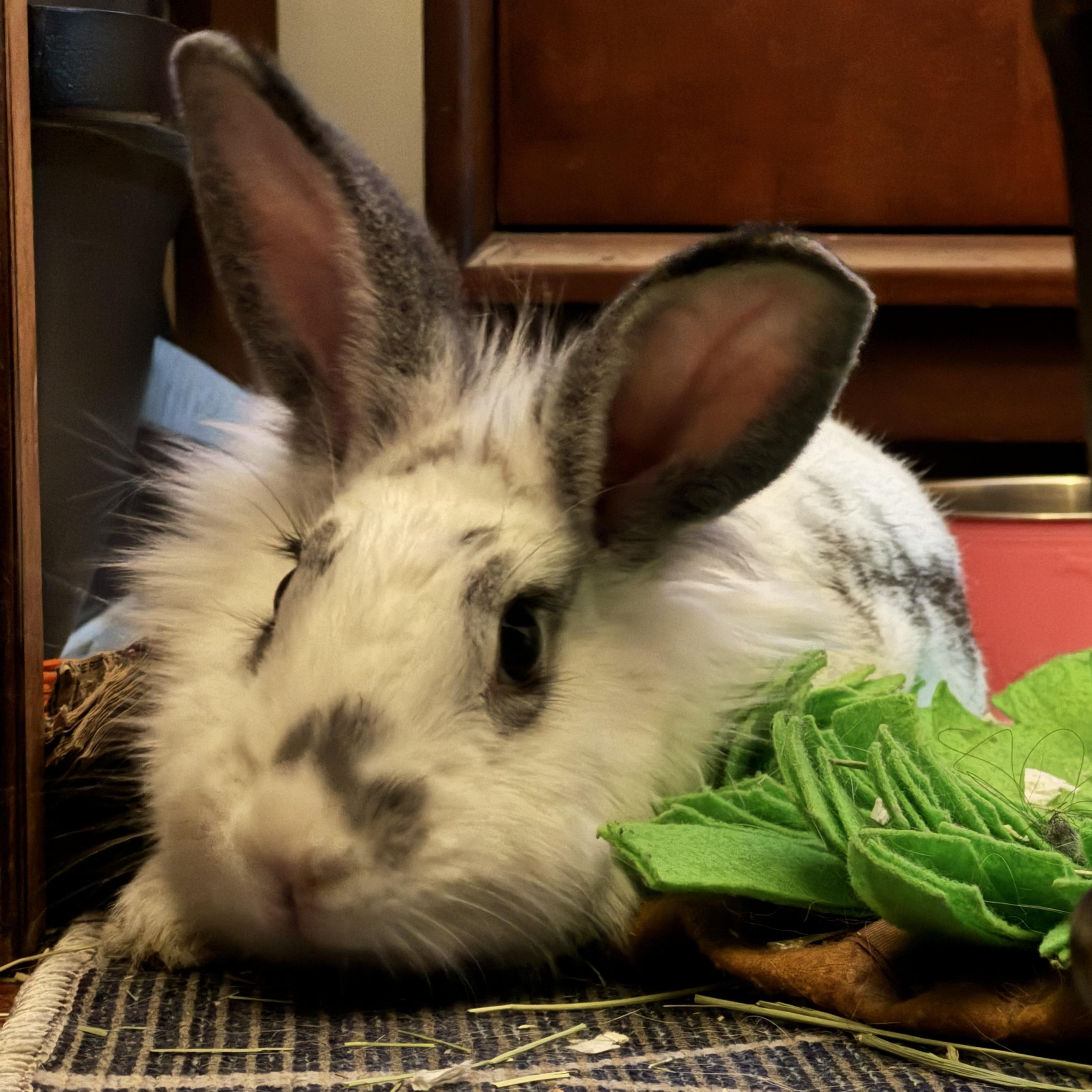 Gracie, a Adoptable Lionhead in New York, NY image 1/3