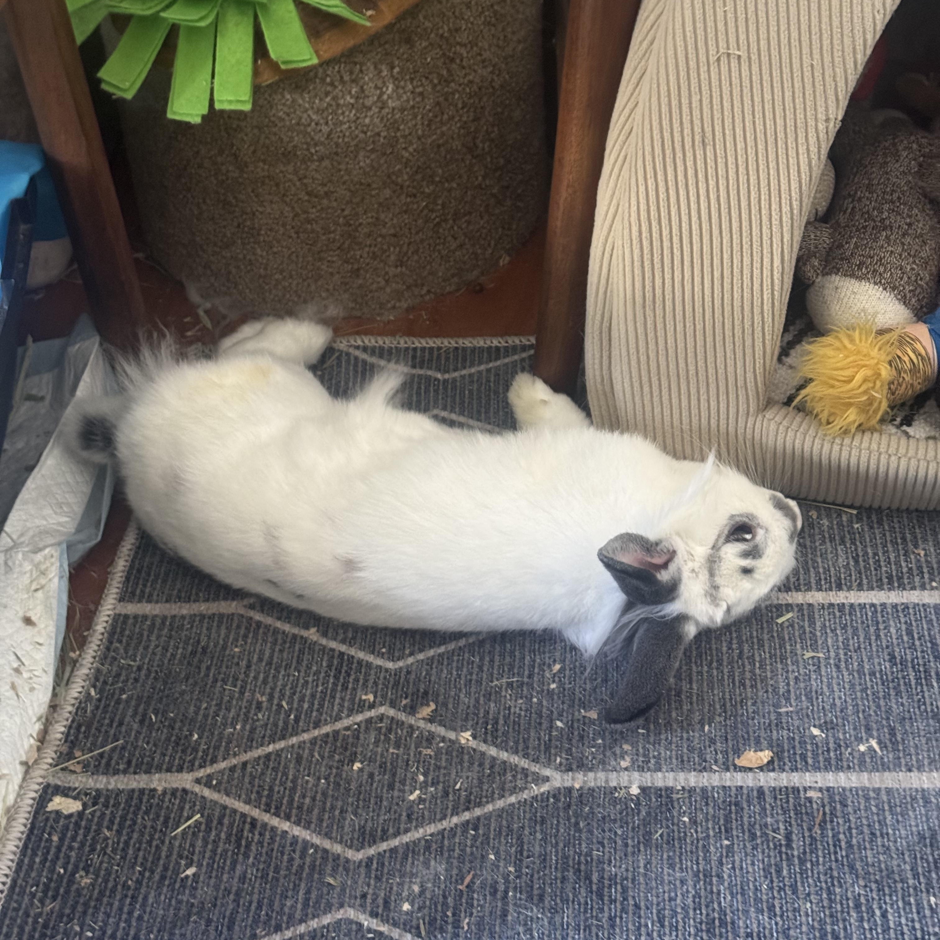 Gracie, a Adoptable Lionhead in New York, NY image 3/3