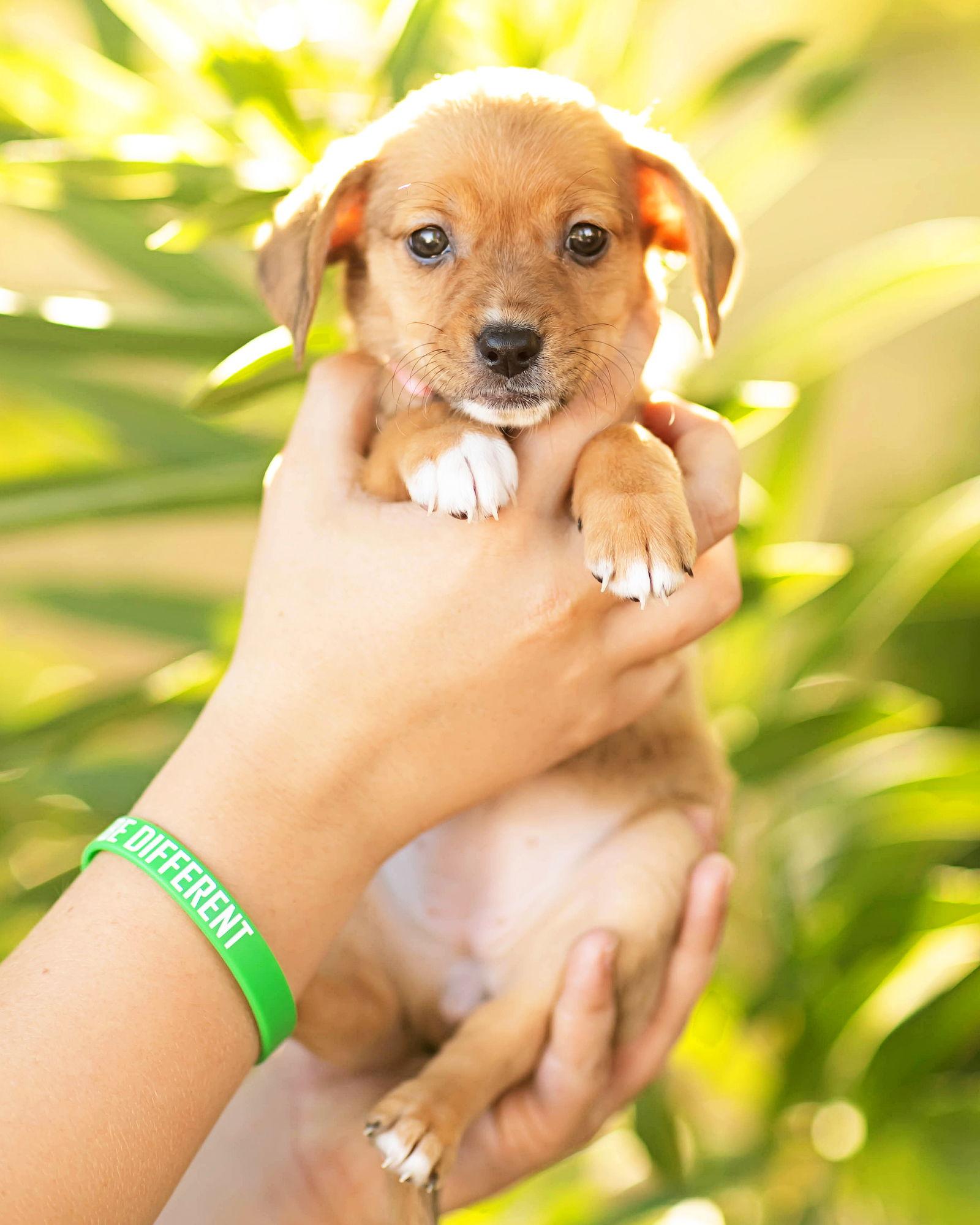 Tillie — thumbnail 2