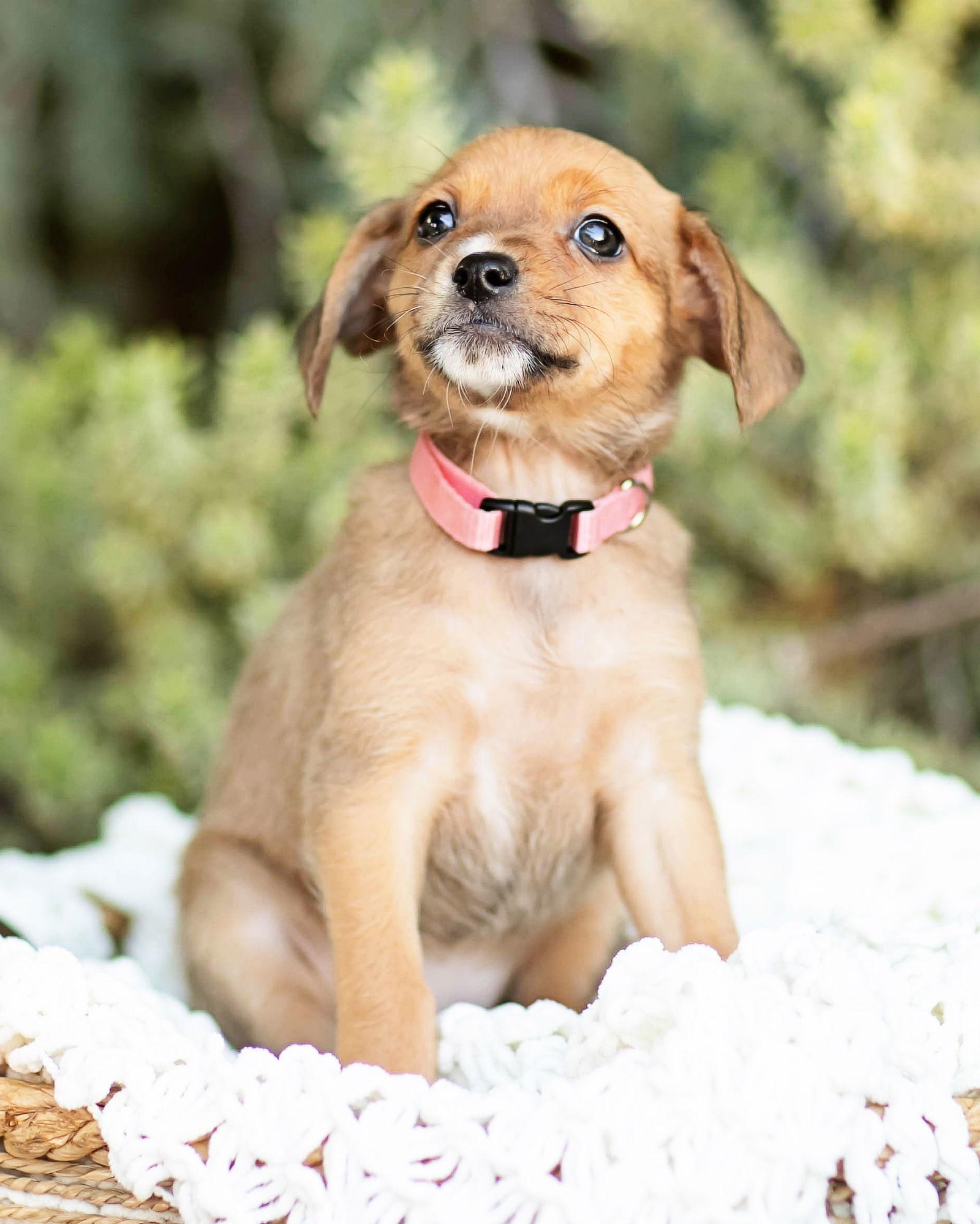 Tillie — thumbnail 3