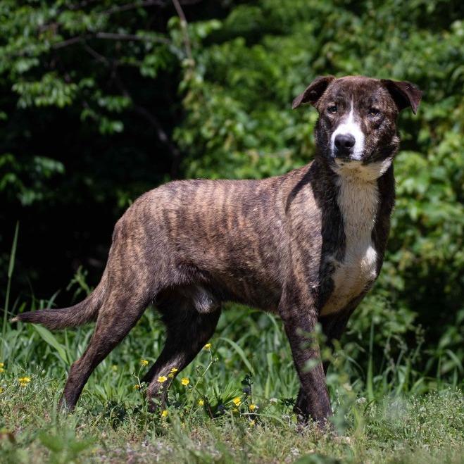 Shorty, a Adoptable Mixed Breed image 2/2