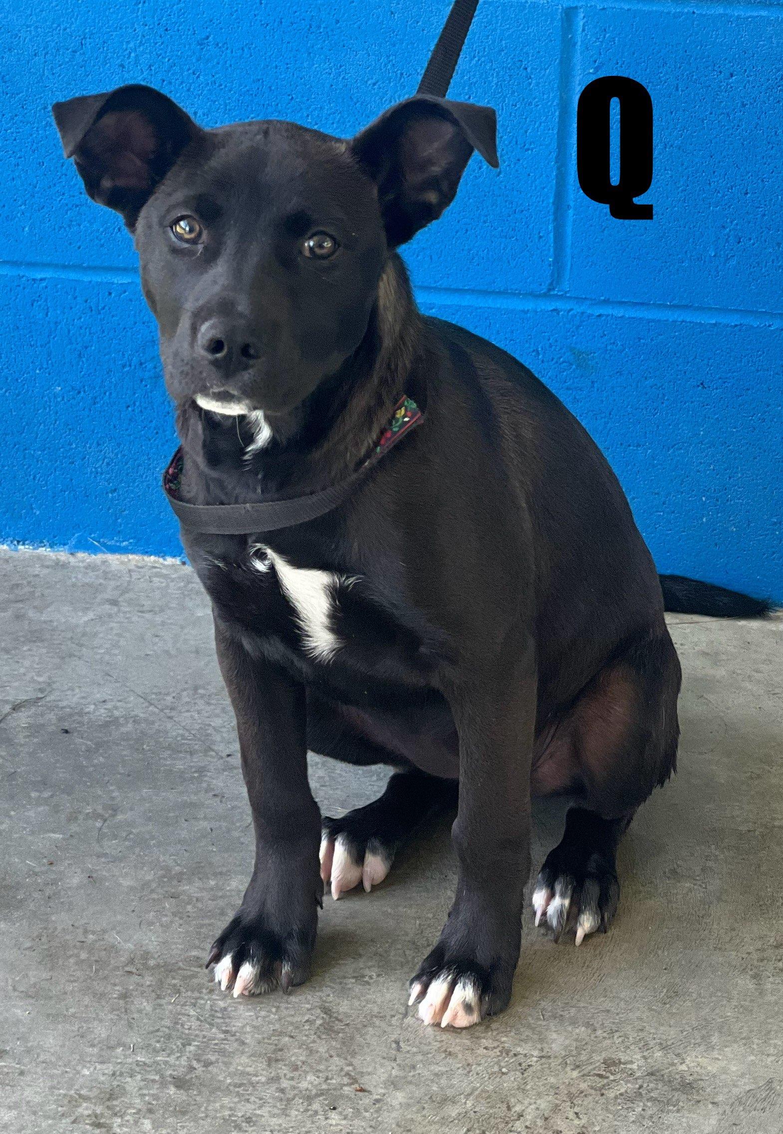 Q, an adoptable Black Labrador Retriever Mix in Snow Hill, NC_image-1