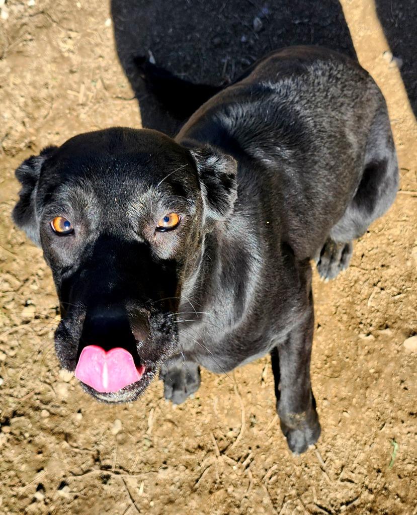 LaLa aka Mia, Adoptable, Young Female Mixed Breed.