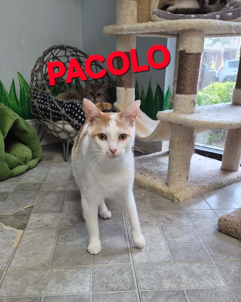 Pacolo, a Adoptable mixed breed in Rome, GA image 2/2