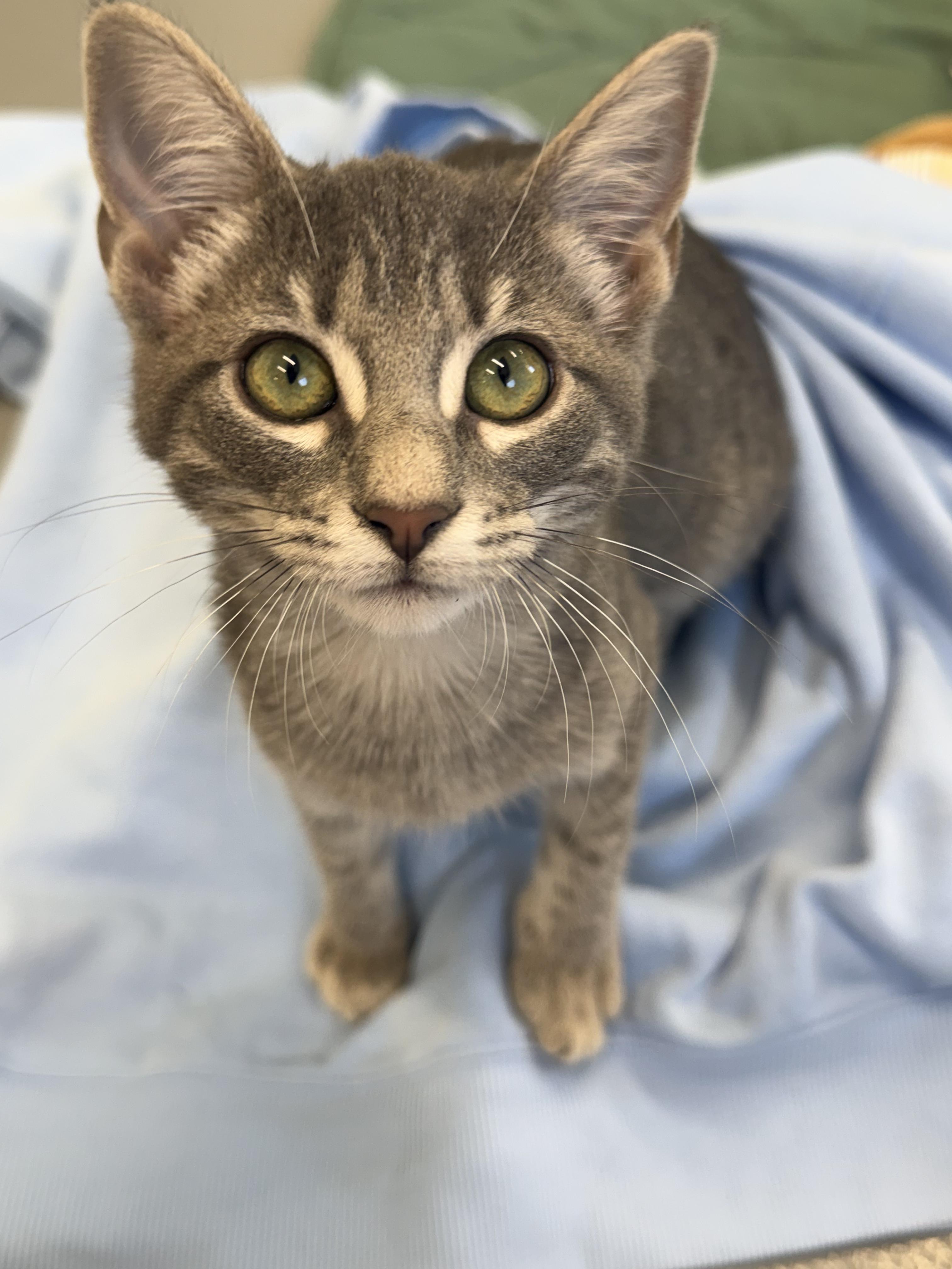 Enlarge Papaya, an adopted Domestic Short Hair in Kalamazoo, MI image 2/6