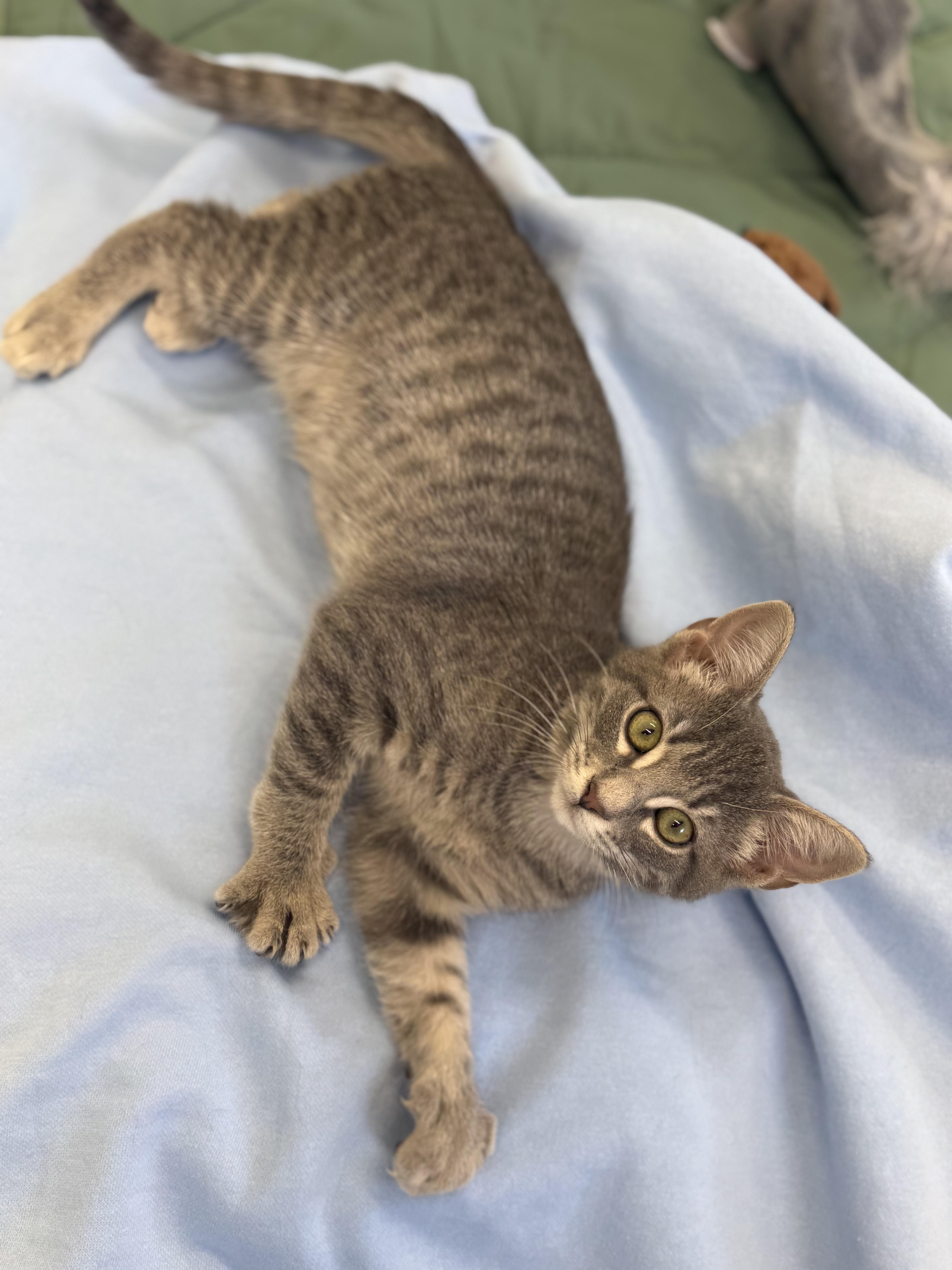 Enlarge Papaya, an adopted Domestic Short Hair in Kalamazoo, MI image 3/6
