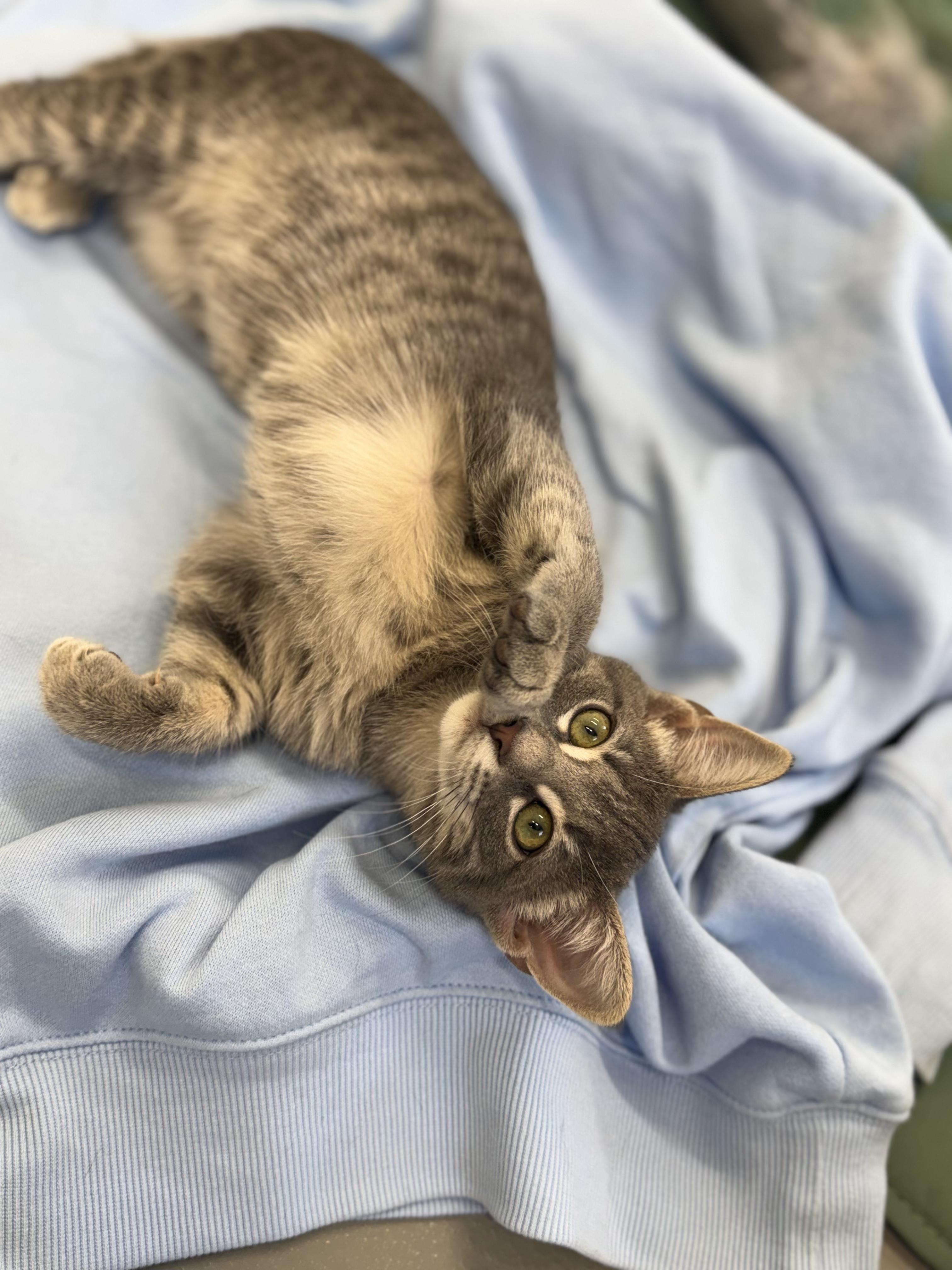 Enlarge Papaya, an adopted Domestic Short Hair in Kalamazoo, MI image 5/6