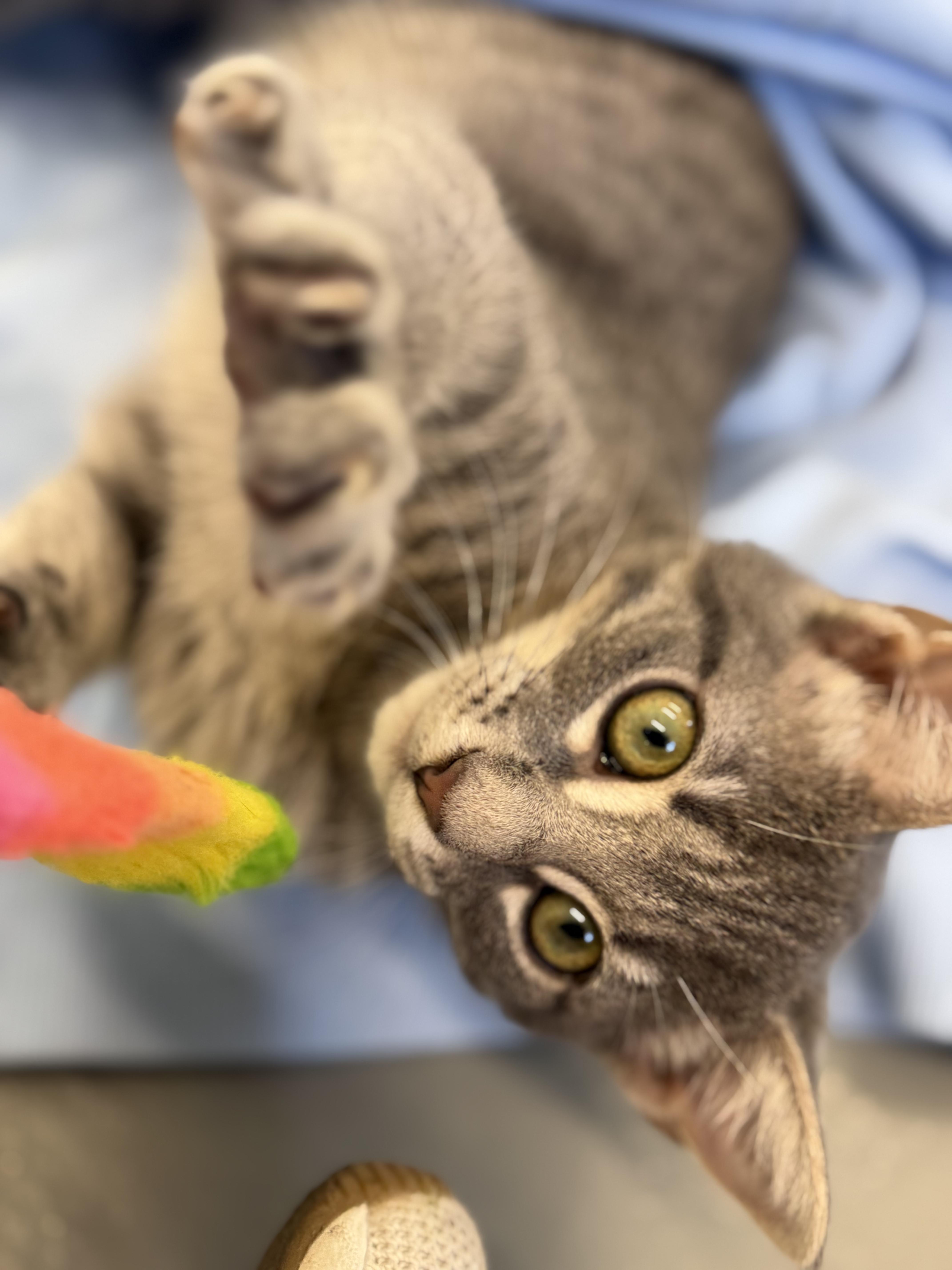 Enlarge Papaya, an adopted Domestic Short Hair in Kalamazoo, MI image 6/6
