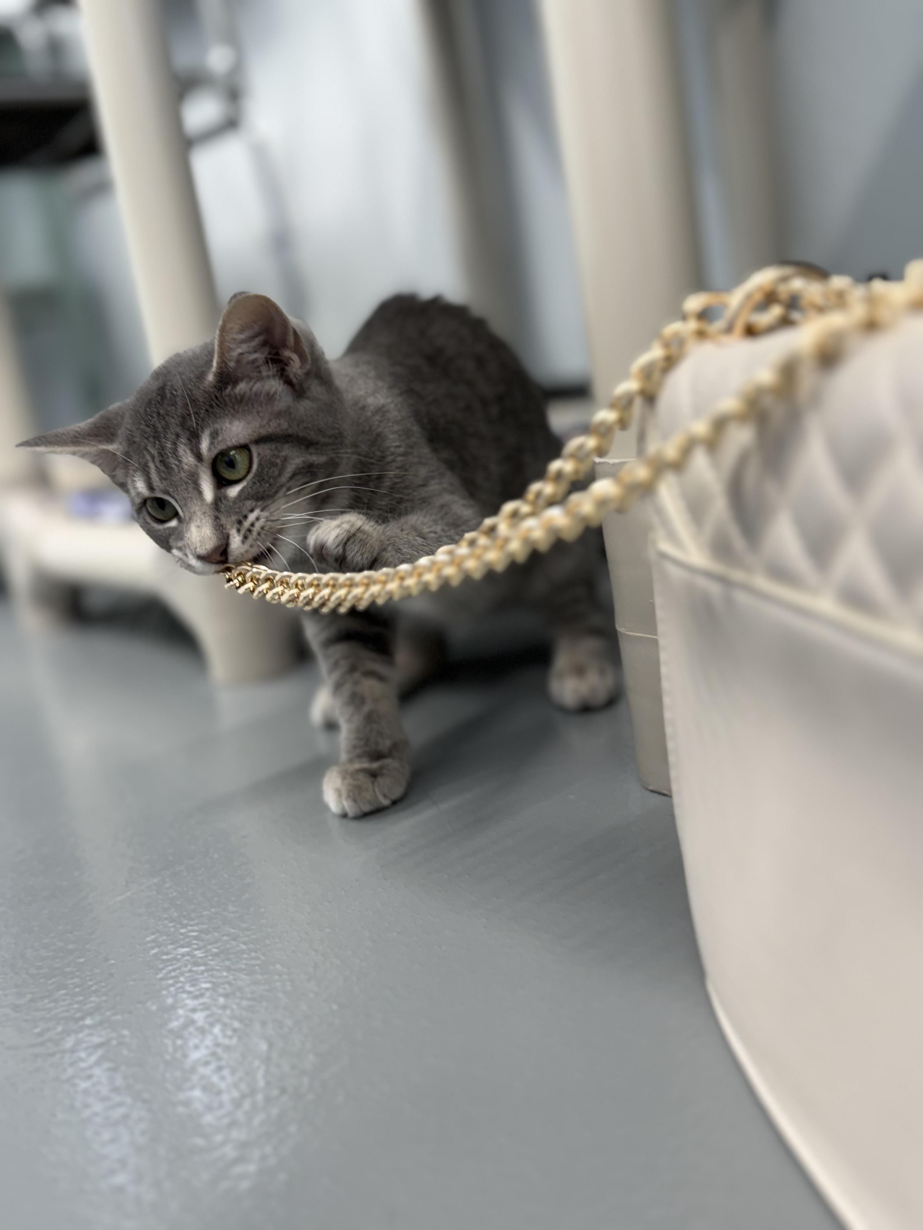 Enlarge Papaya, an adopted Domestic Short Hair in Kalamazoo, MI image 4/6