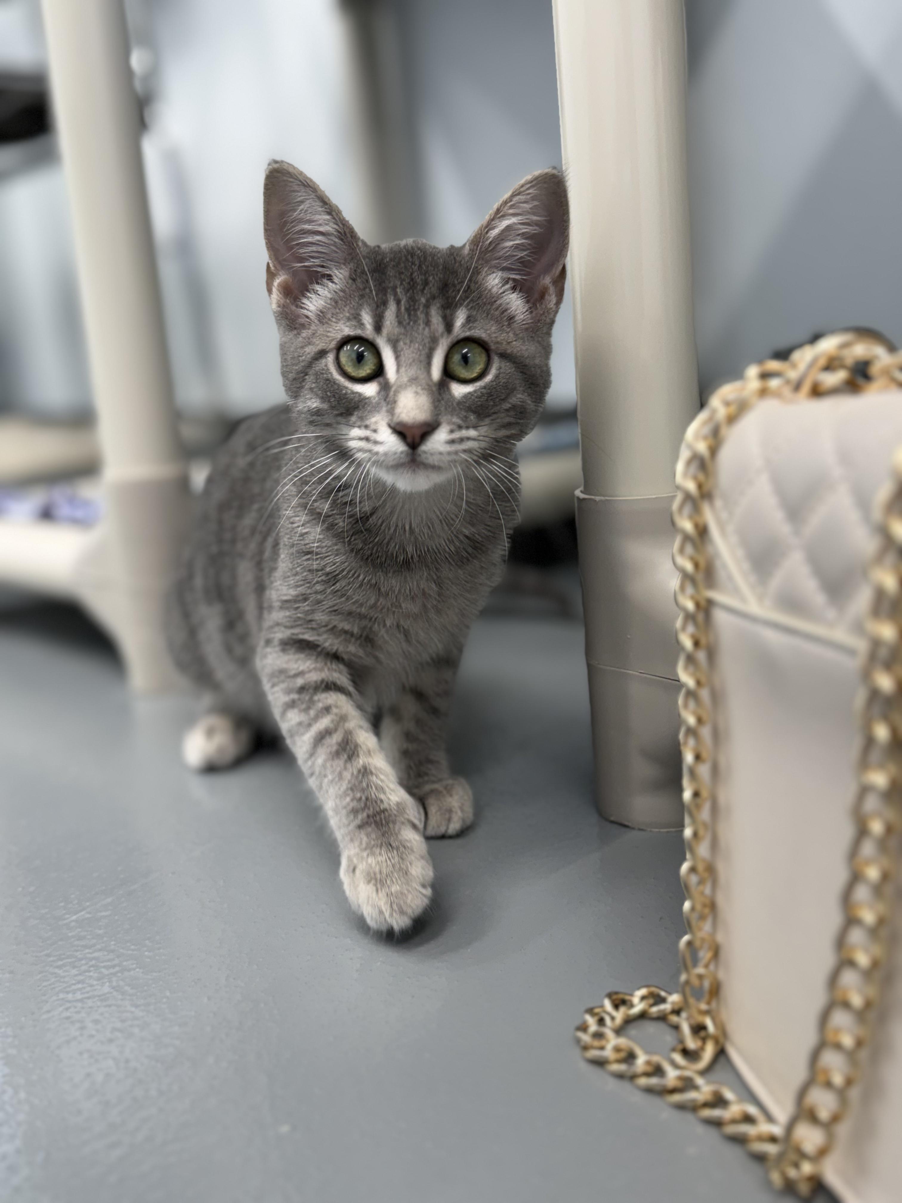 Papaya, adopted, Kitten Female Domestic Short Hair.