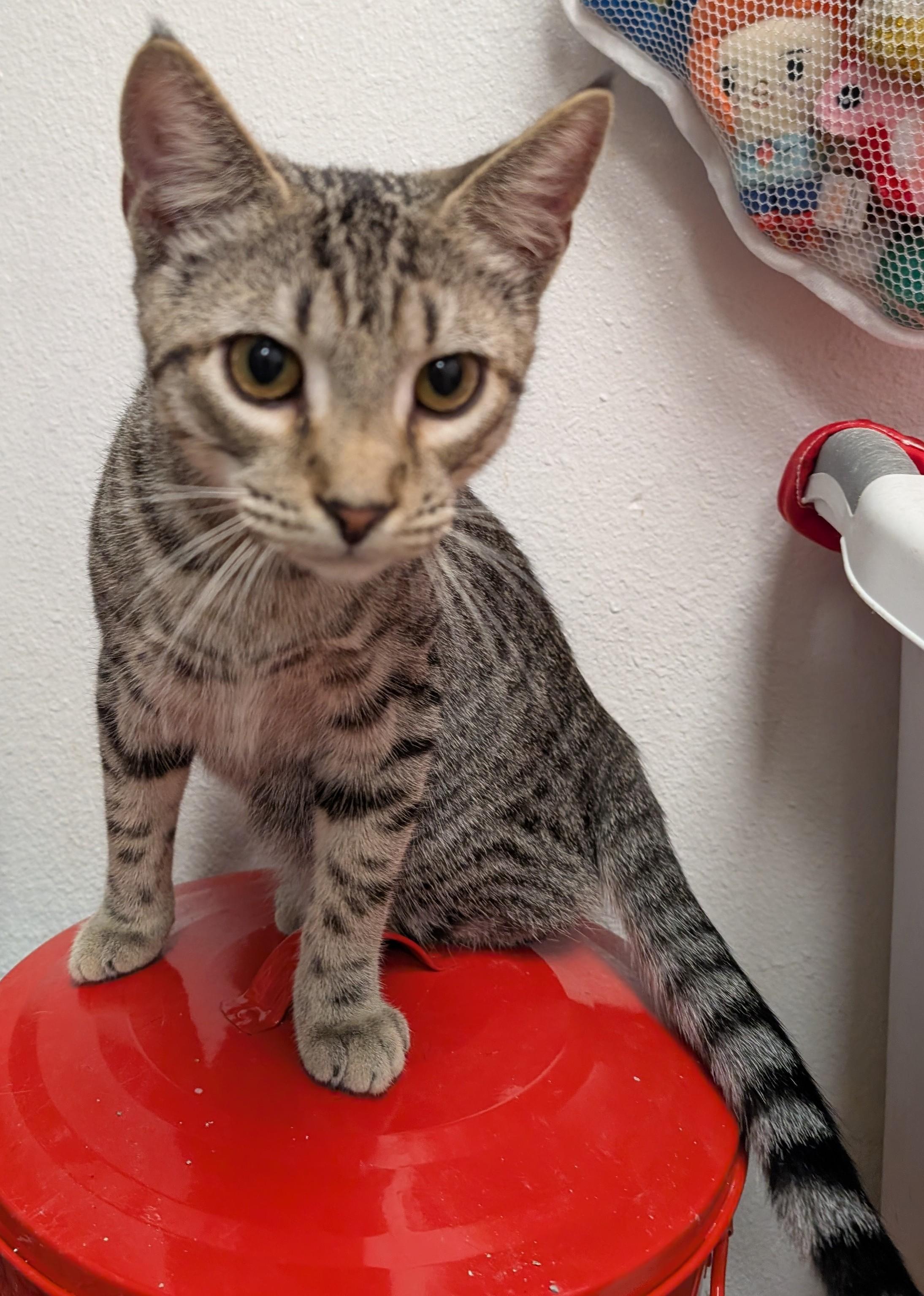 Enlarge Lufi, a Adopted Domestic Short Hair in Smithfield, NC image 6/6