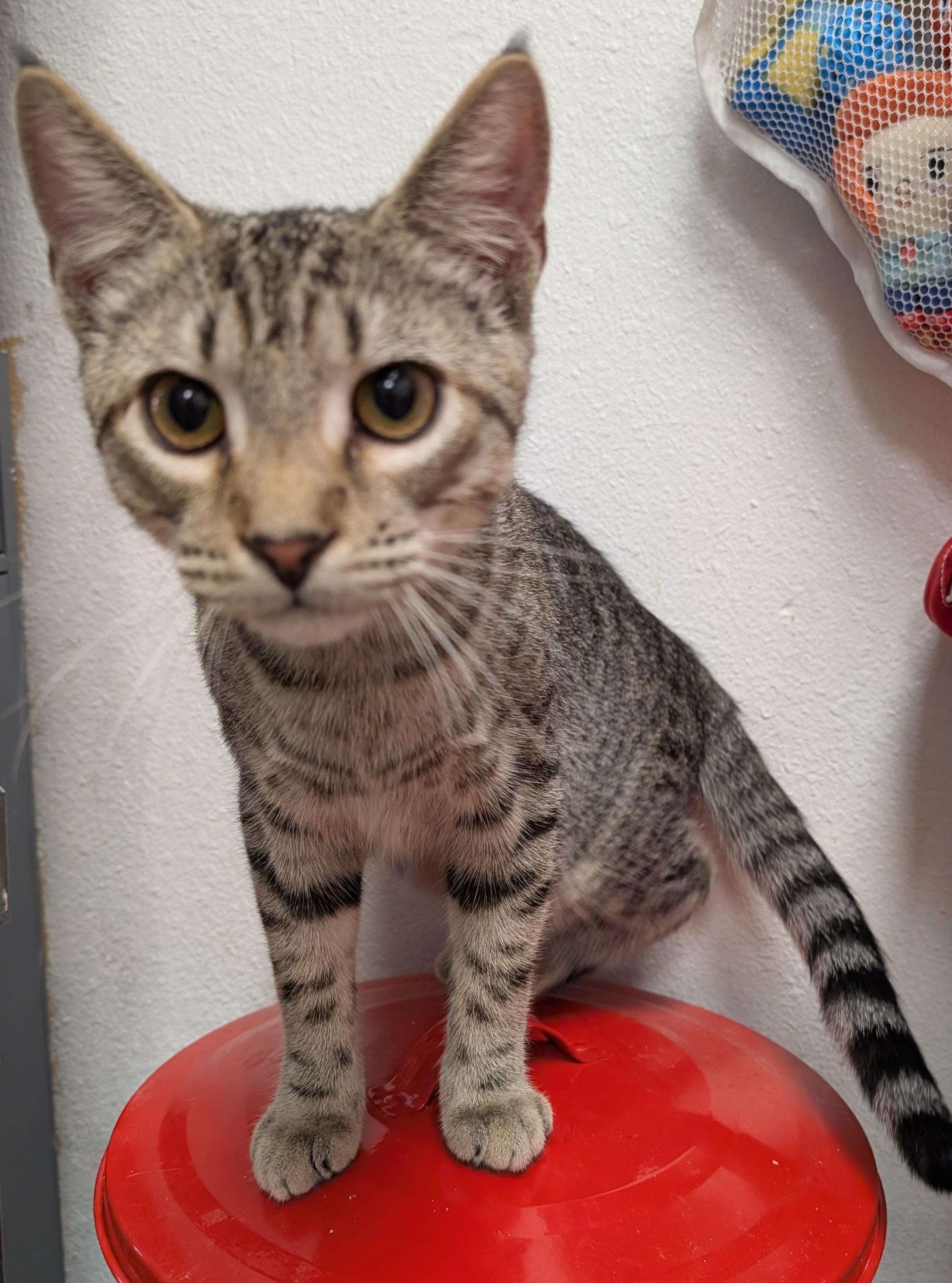 Enlarge Lufi, a Adopted Domestic Short Hair in Smithfield, NC image 4/6